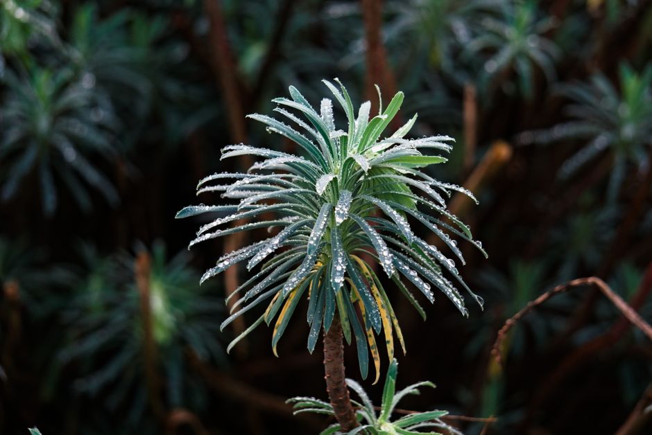 A close-up of a dew-covered Euphorbia plant showcasing vibrant green foliage.