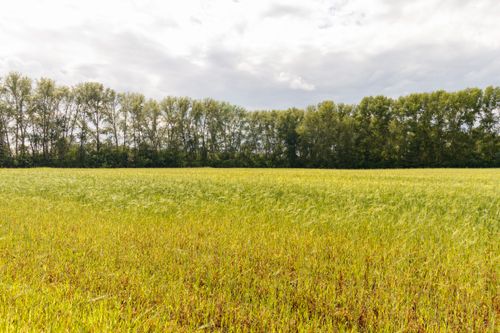 Free A serene summer landscape featuring a green field with a backdrop of trees under a bright sky. Stock Photo