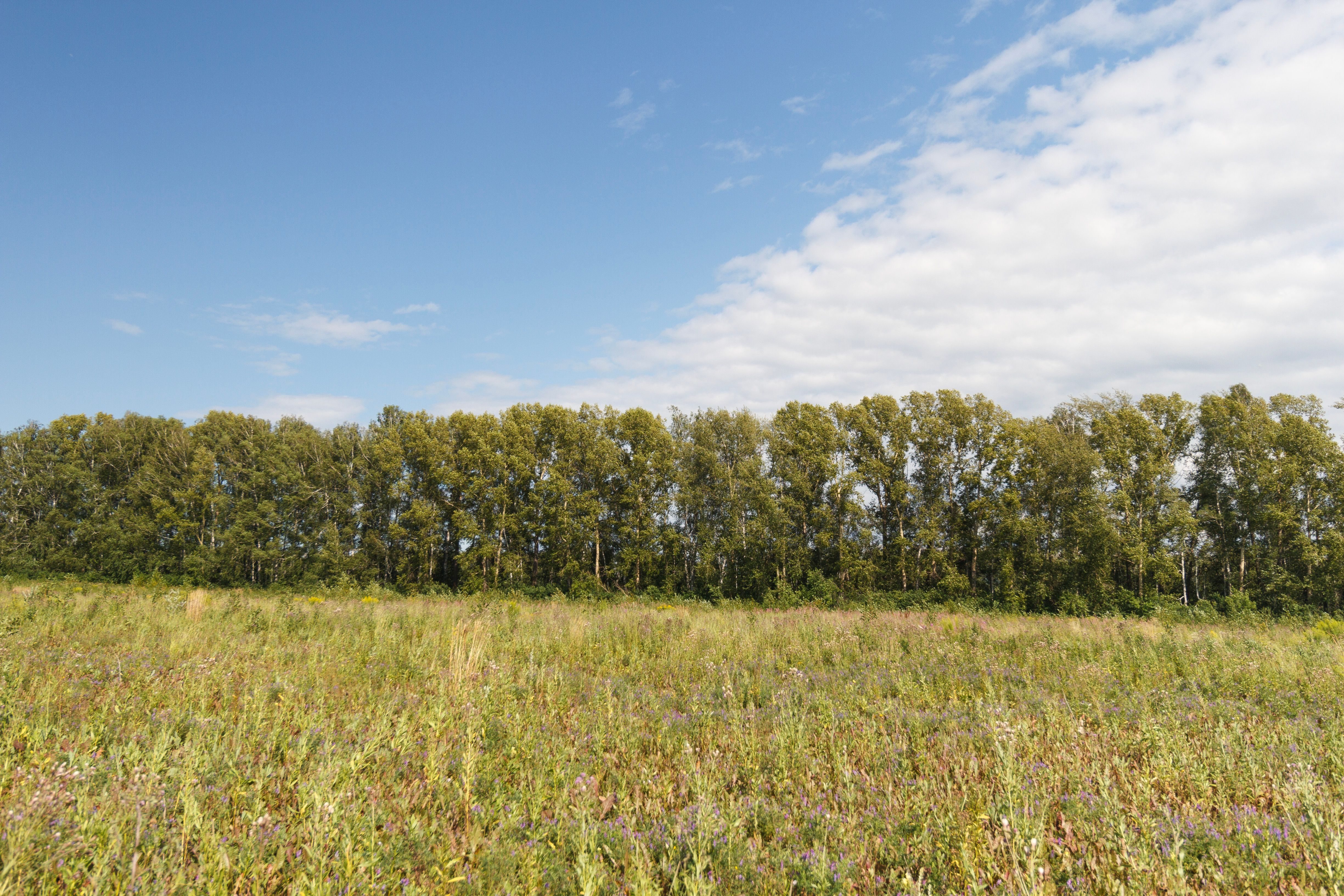 Campo De Verano Con árboles Y Cielo Azul · Foto de stock gratuita
