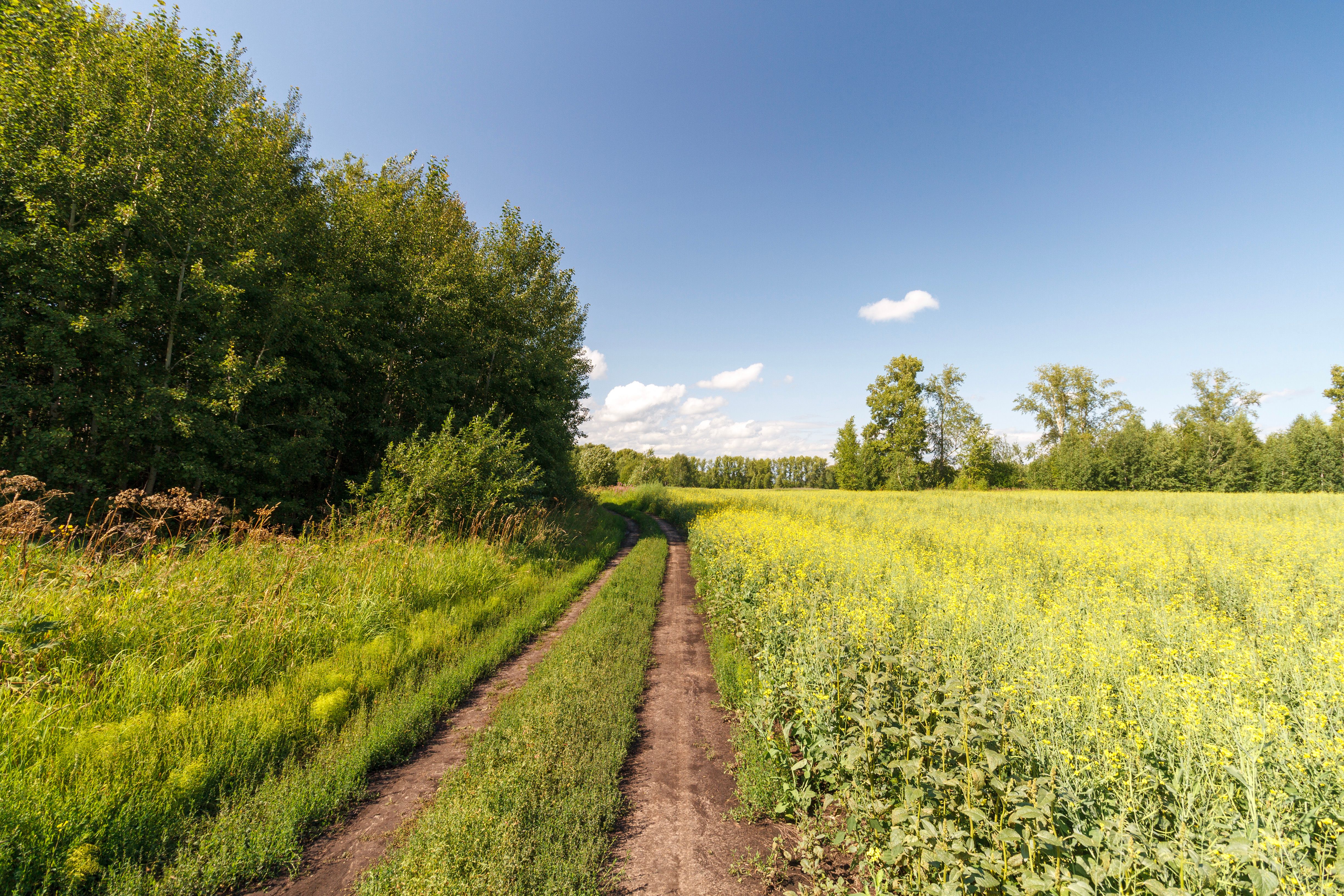 Scenic Pathway Through Lush Green Fields in Summer · Free Stock Photo