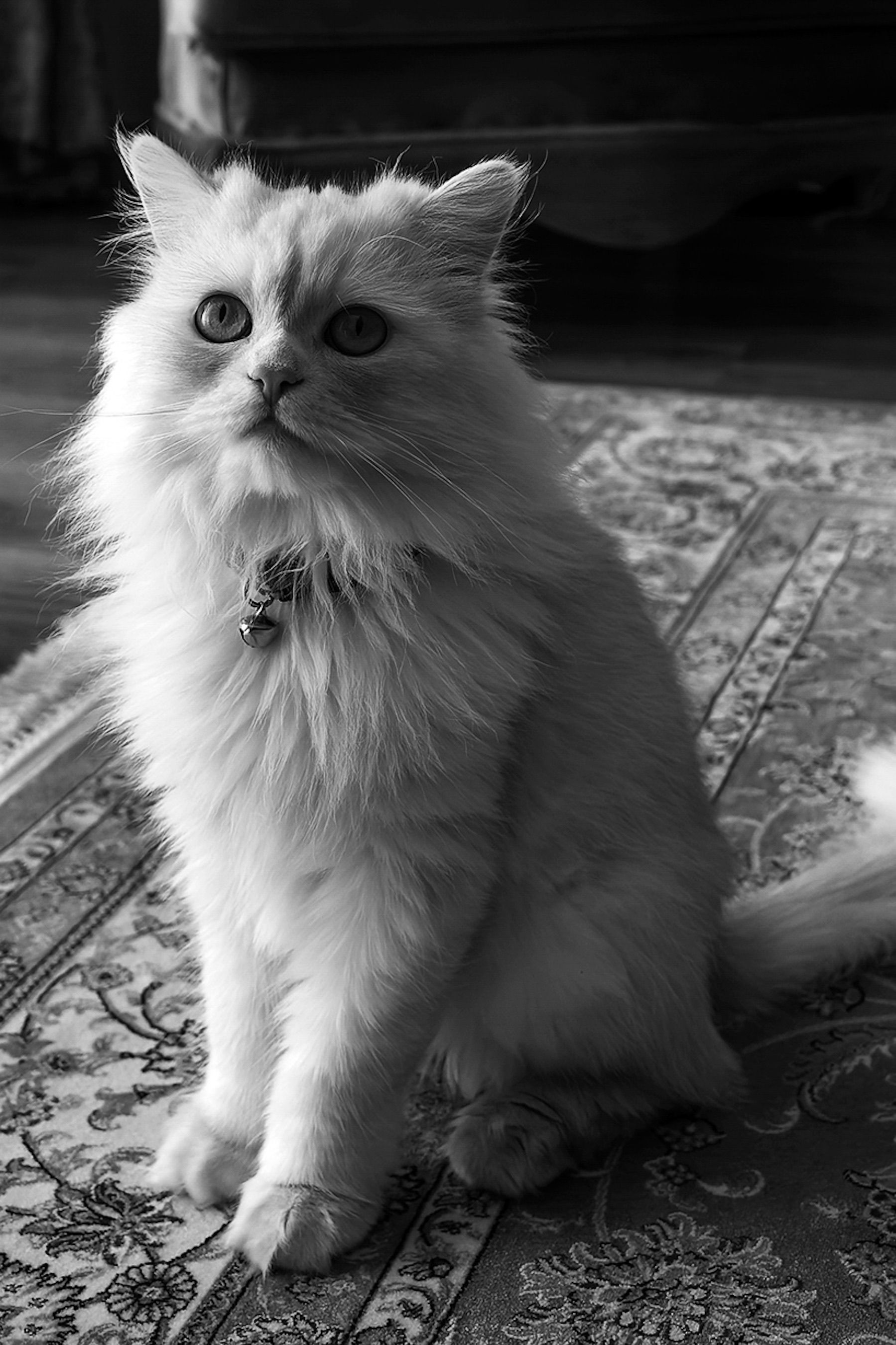 Elegant Persian Cat Sitting on Patterned Rug · Free Stock Photo