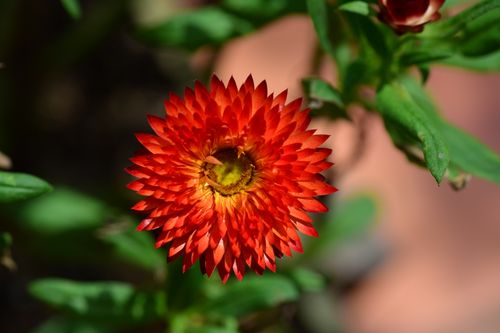 Free Close-up of a vivid red strawflower (Helichrysum bracteatum) in sunlight with green foliage. Stock Photo