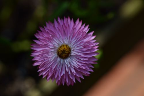 Free Stunning close-up of a pink Helichrysum bracteatum flower showcasing its intricate petals. Stock Photo
