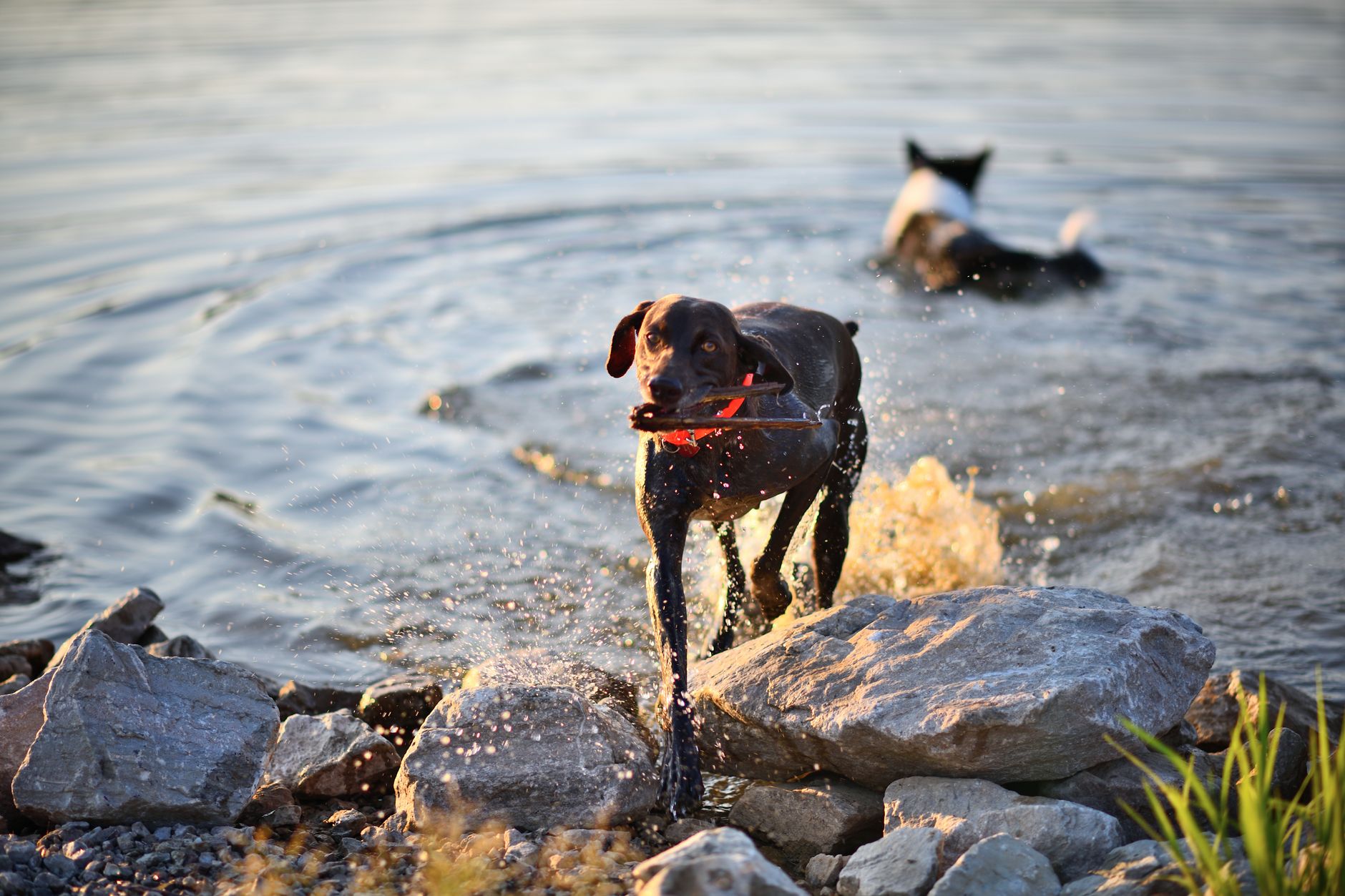 dog exploring shallow lake water during outdoor adventure