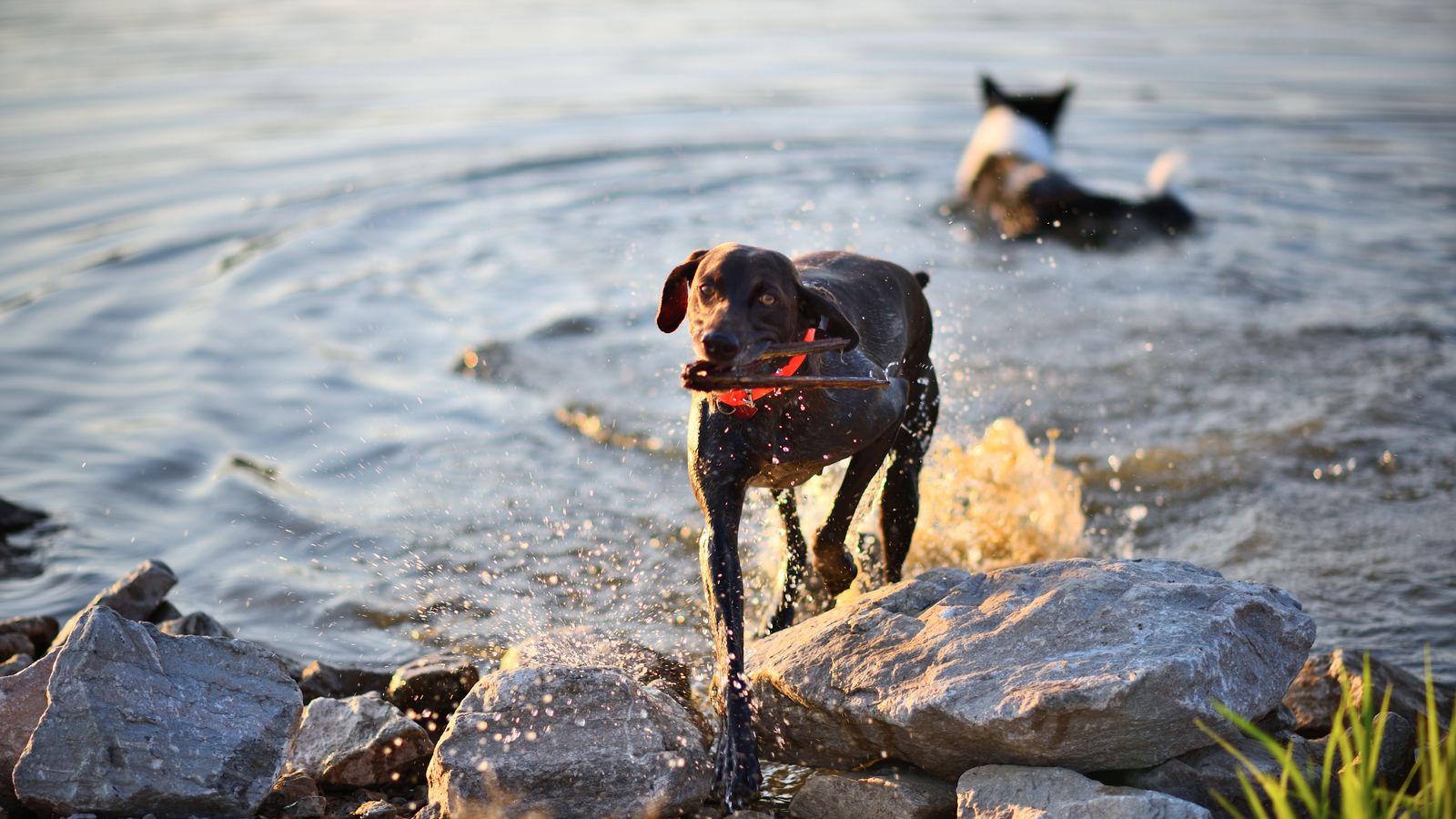 Two dogs playing together at the water's edge