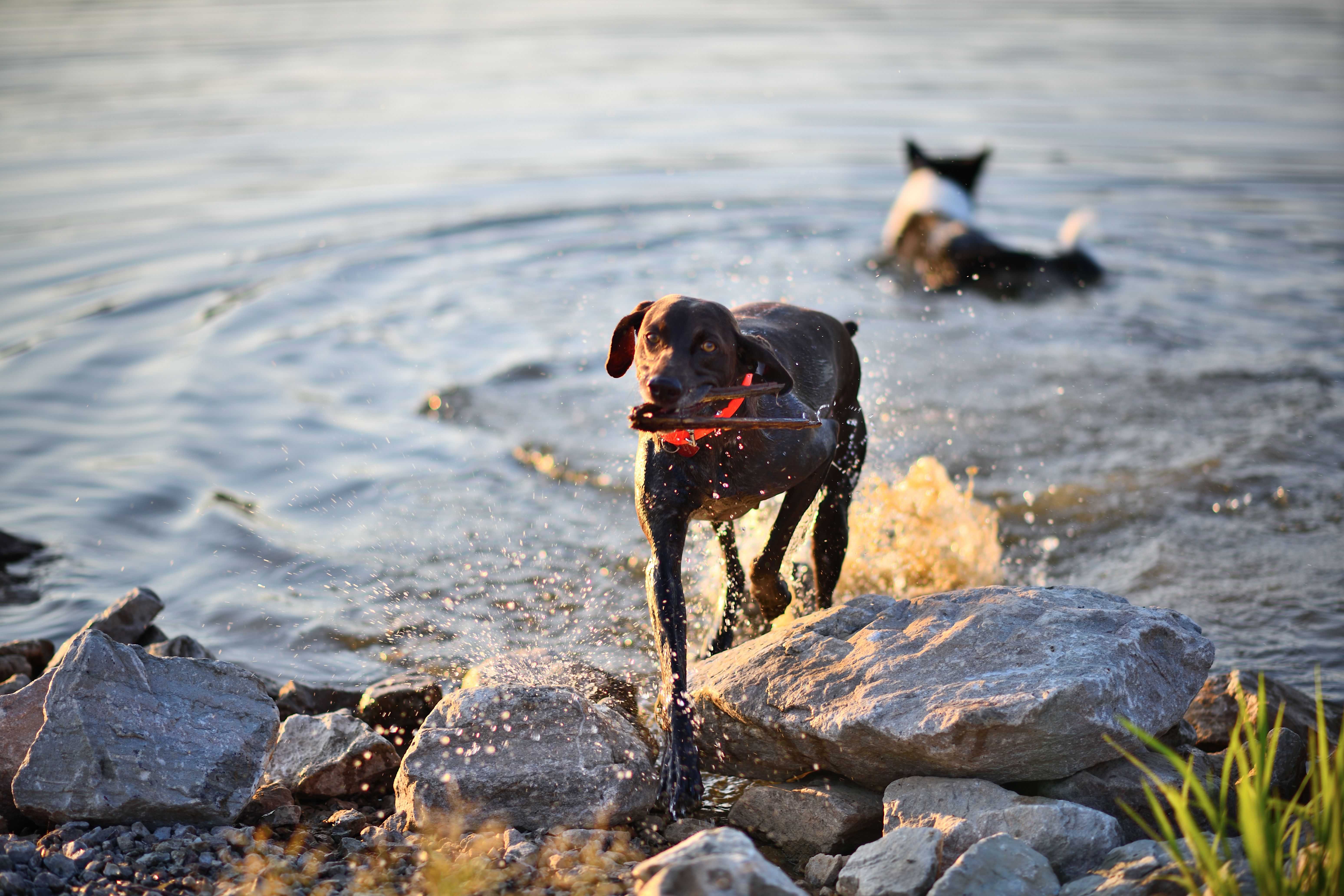 Free German Shorthaired Pointer eagerly fetching a stick by a lakeside, creating a splash of water. Stock Photo