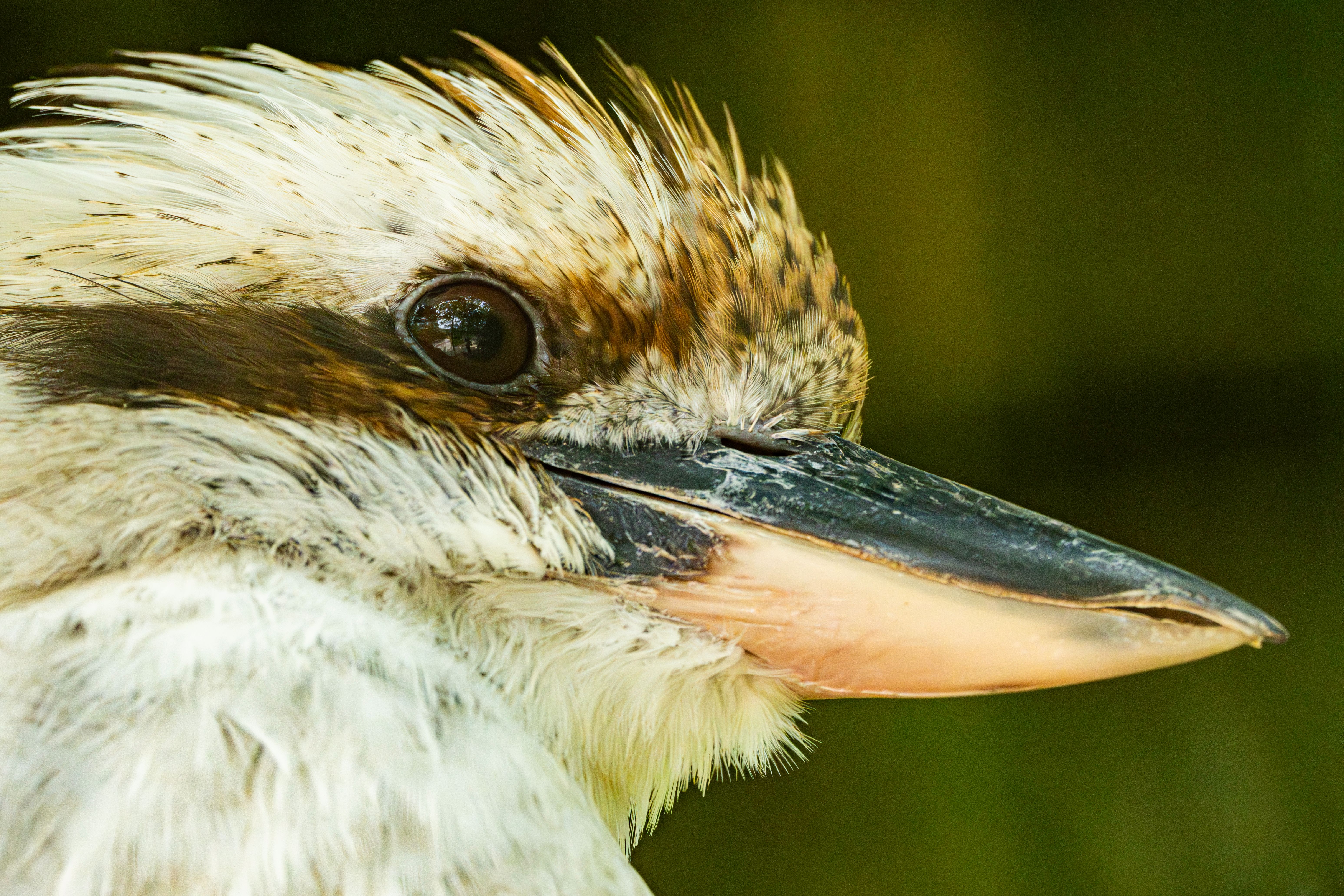 close-up-of-a-kookaburra-in-caorle-italy-free-stock-photo