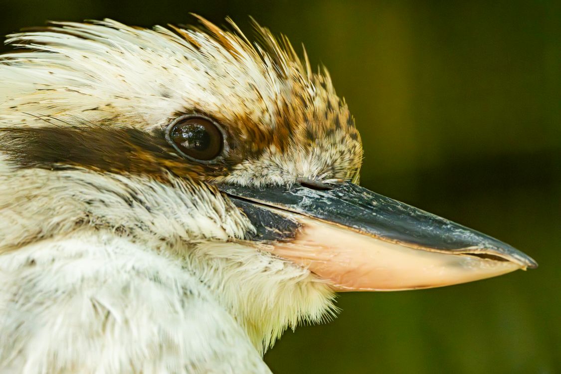 Close Up Of A Kookaburra In Caorle Italy Free Stock Photo close-up-of-a-kookaburra-in-caorle-italy-free-stock-photo