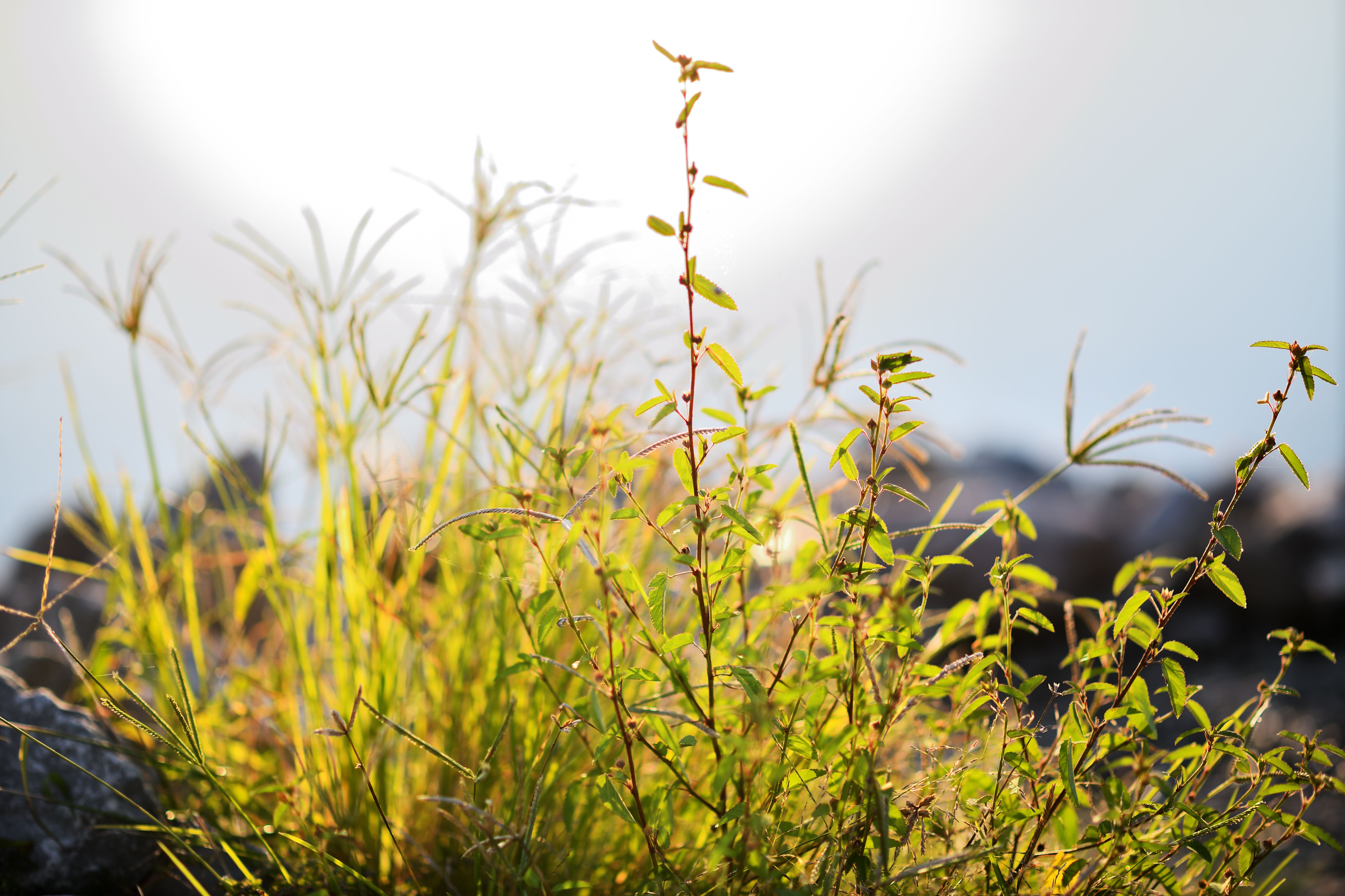 Free stock photo of foliage, macro, nature Stock Photo