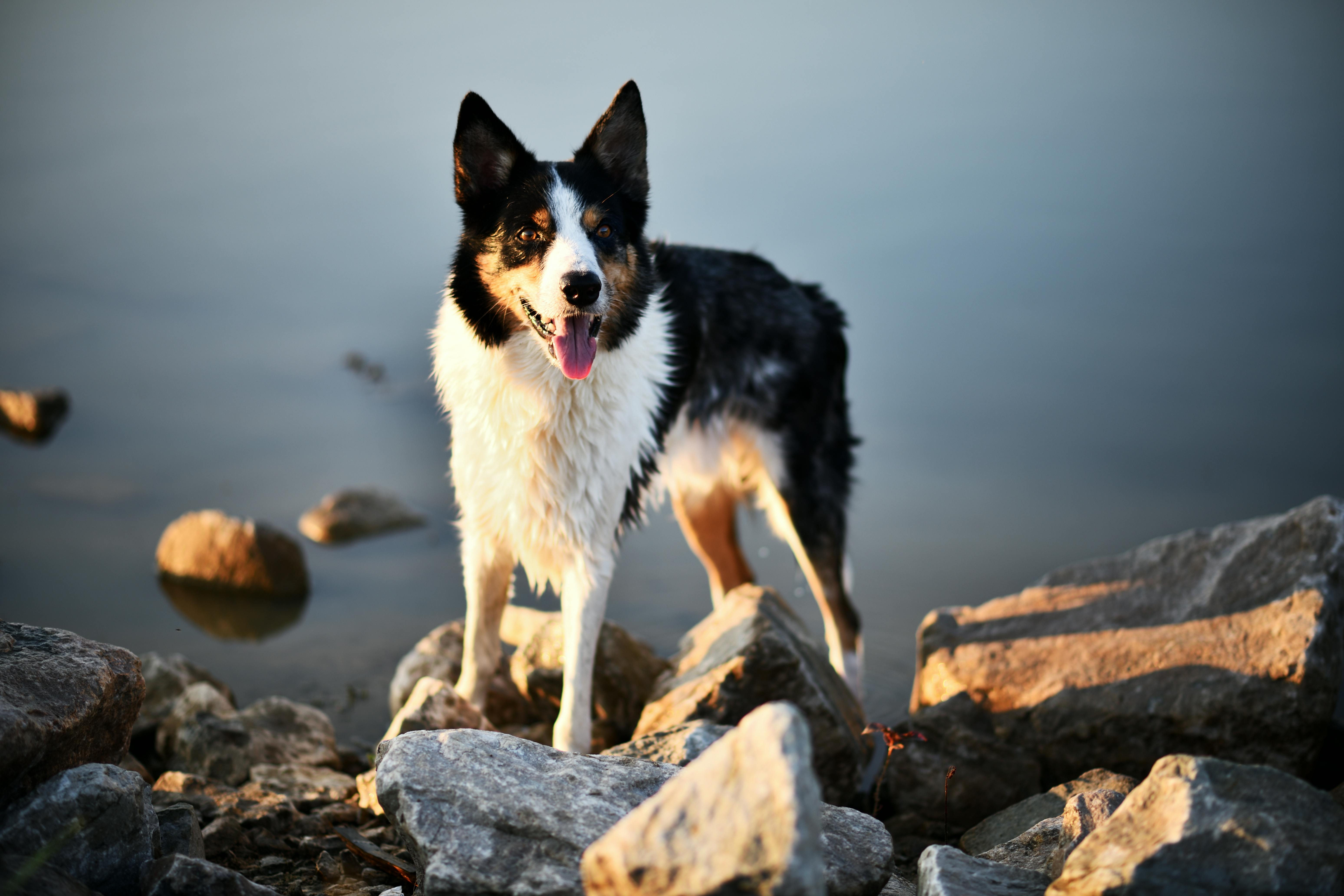 Free stock photo of border collie, dog, dog at lake Stock Photo