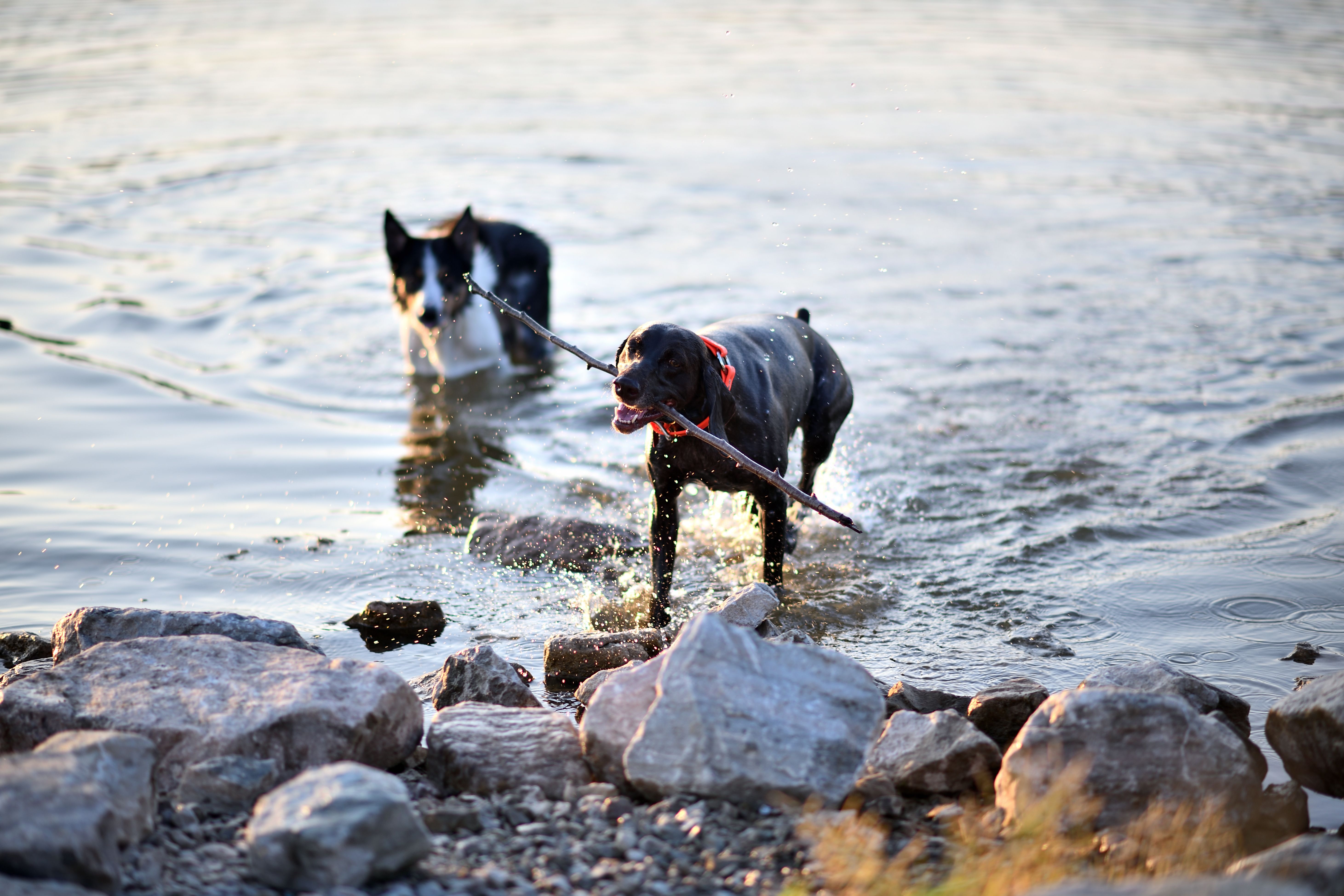 Free Two dogs enjoy a summer day fetching sticks in a lake surrounded by rocks. Stock Photo