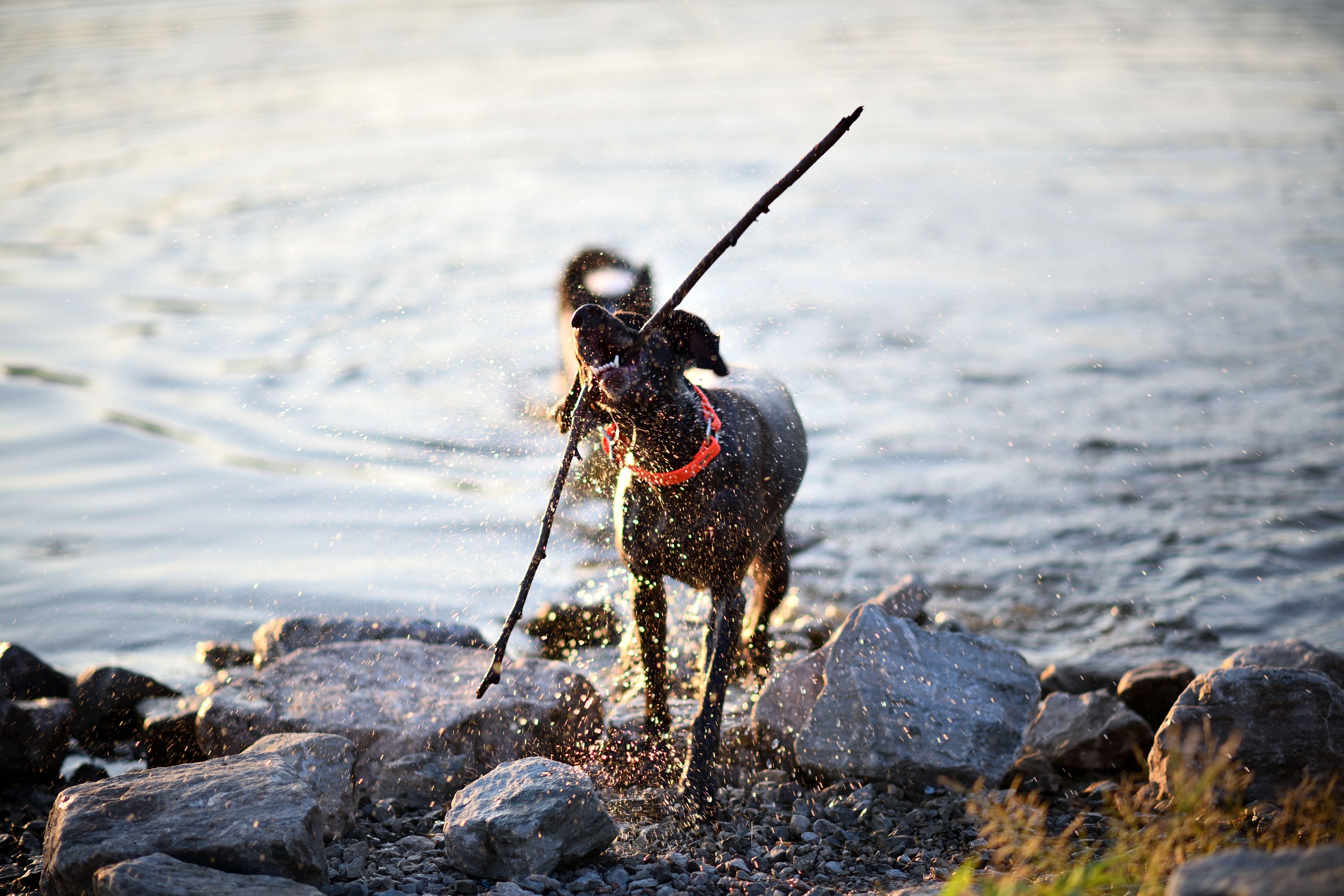 Free A lively German Shorthaired Pointer fetches a stick by a lake on a sunny day, showcasing energy and joy. Stock Photo