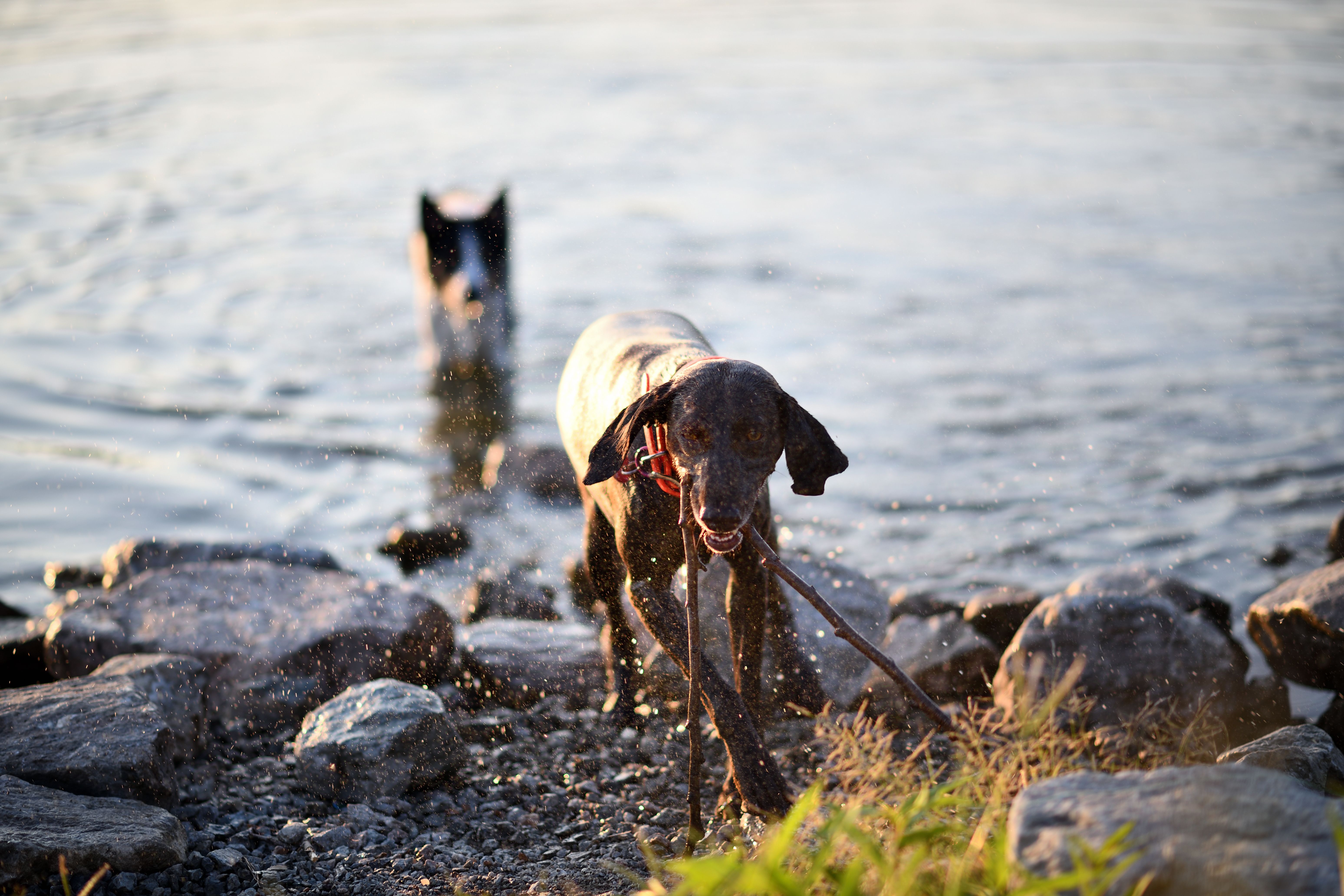 Free A German Shorthaired Pointer emerges from a lake, shaking off water, capturing a joyful summer moment. Stock Photo
