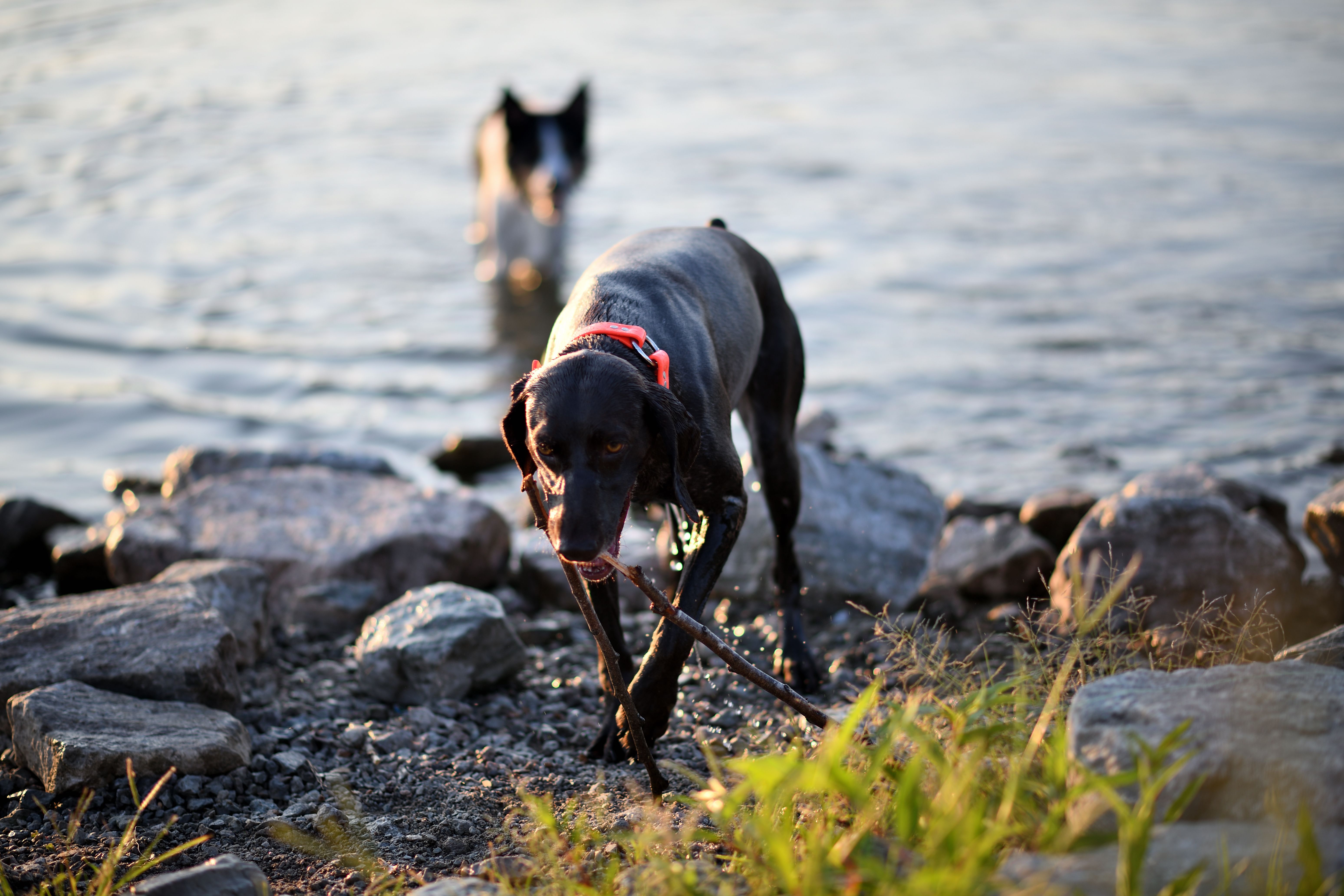 Free A German Shorthaired Pointer with a stick walking from the water's edge on a sunny day. Stock Photo