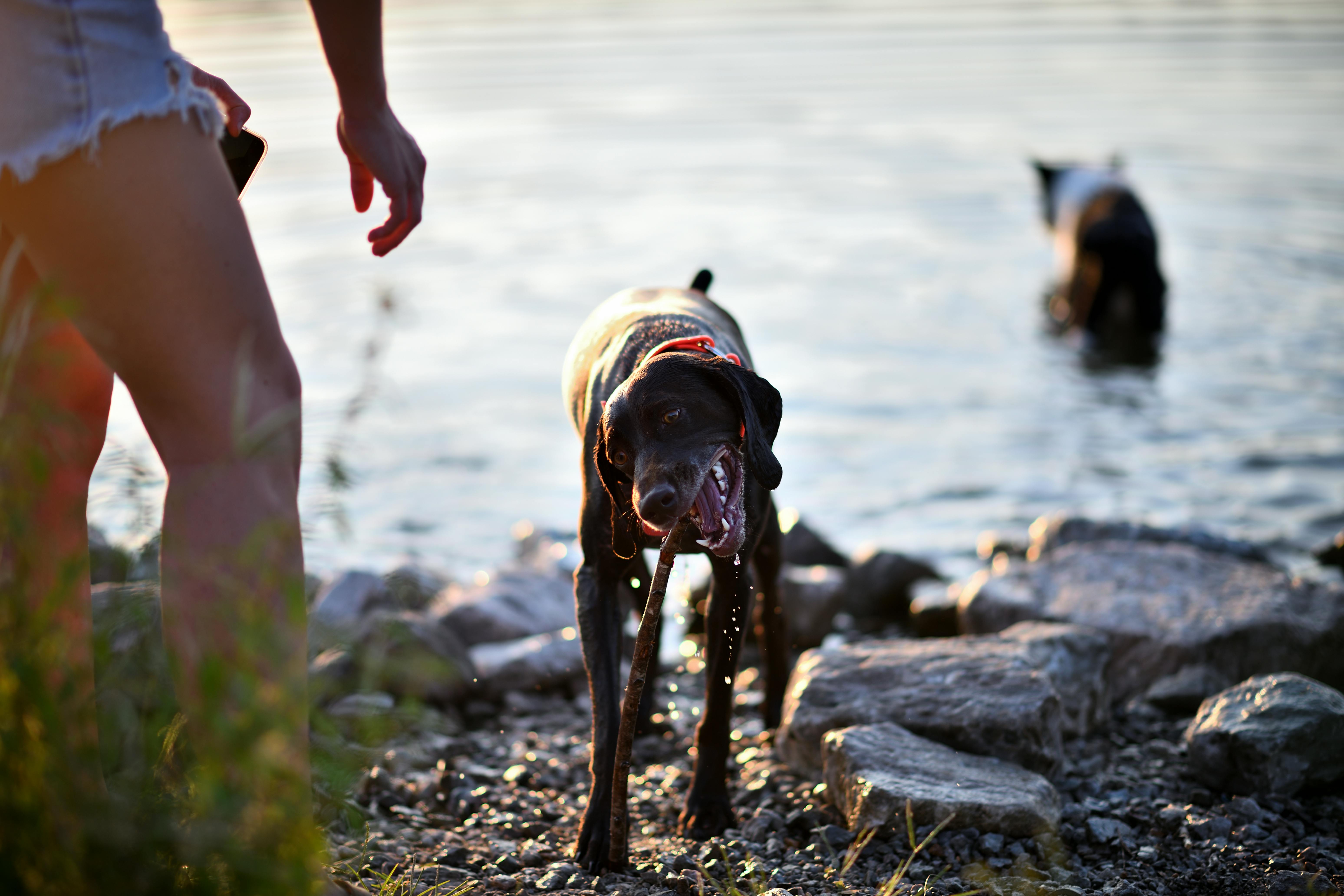 Free stock photo of dog, dog in water, dog with stick Stock Photo
