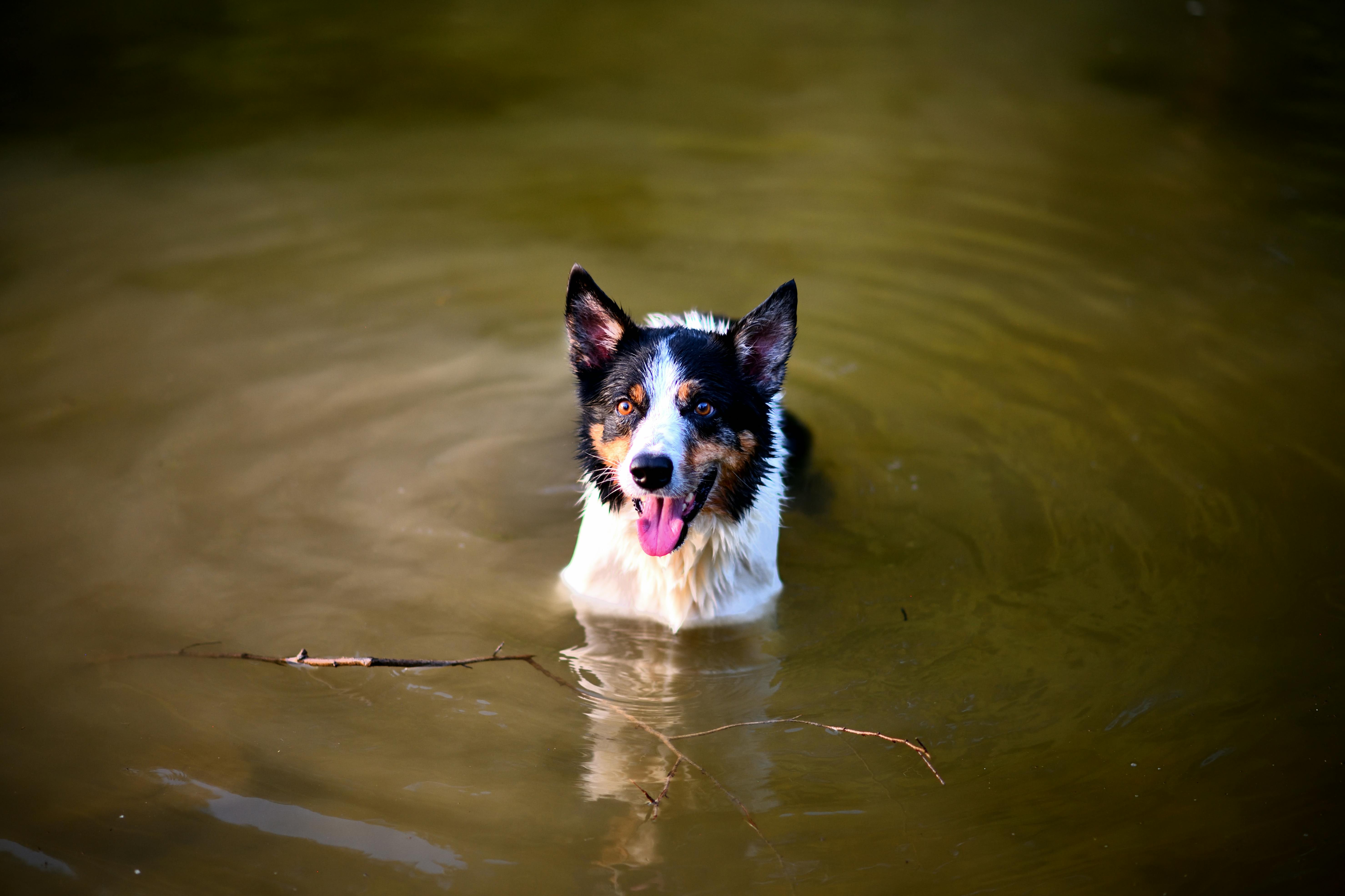 Why Do Dogs Have Wet Noses? Unveiling This Fascinating Trait 1 The Science Behind Canine Coolness: Why Are Dogs' Noses Wet?