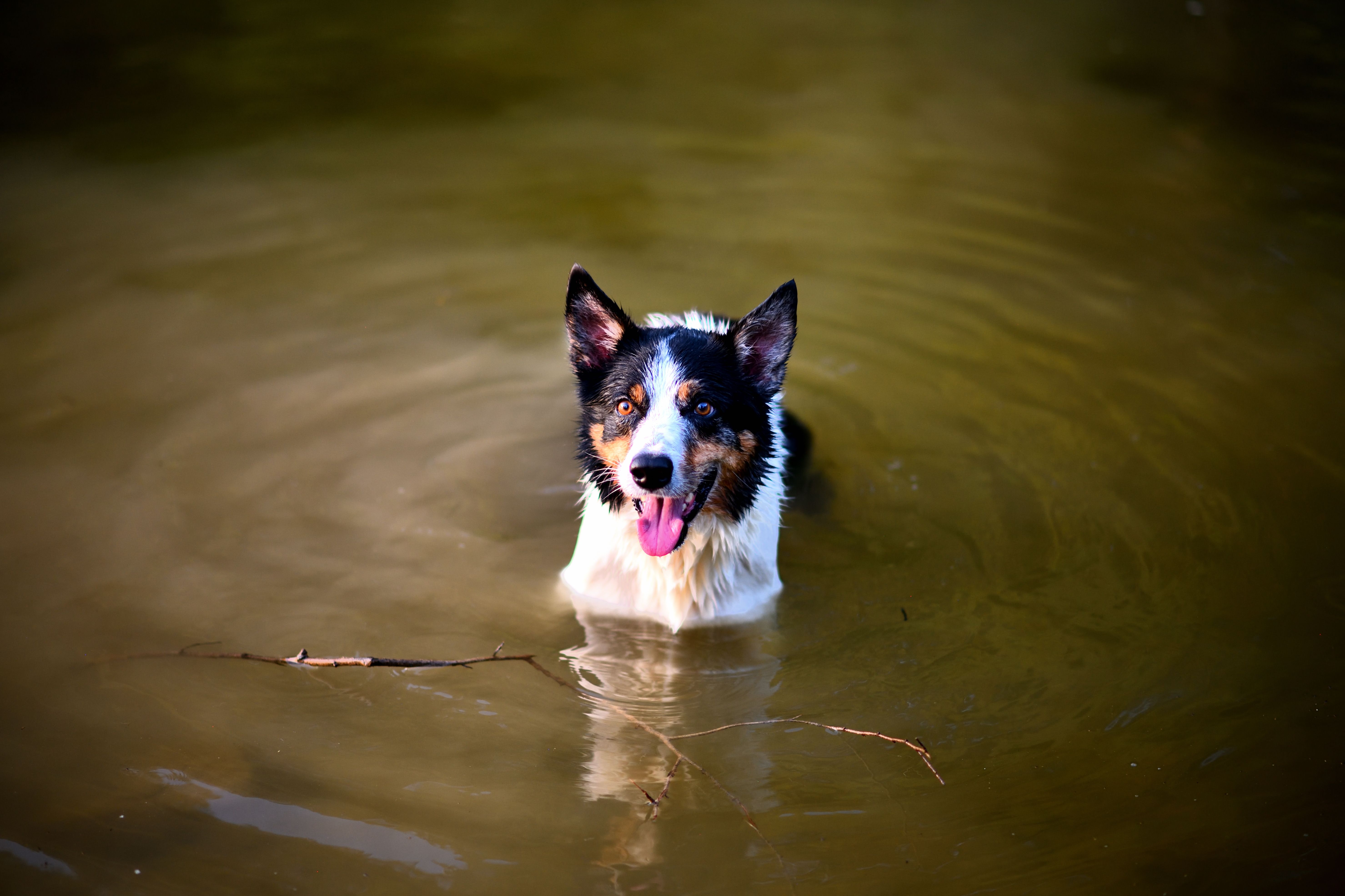 Free A playful border collie stands in a calm pond with its tongue out, enjoying a summer day. Stock Photo