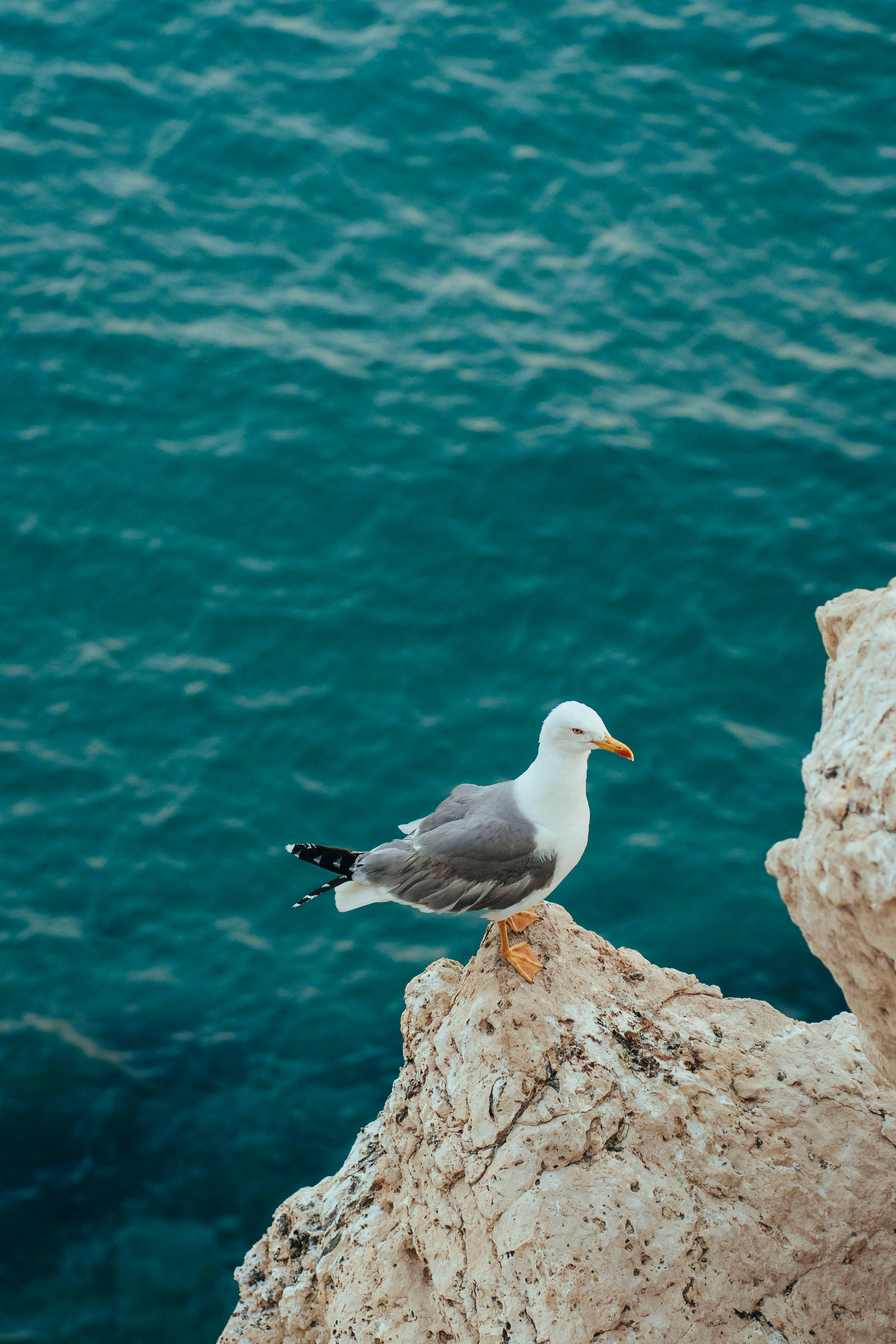 Majestic seagull on a rocky cliff with blue ocean backdrop in Spain.