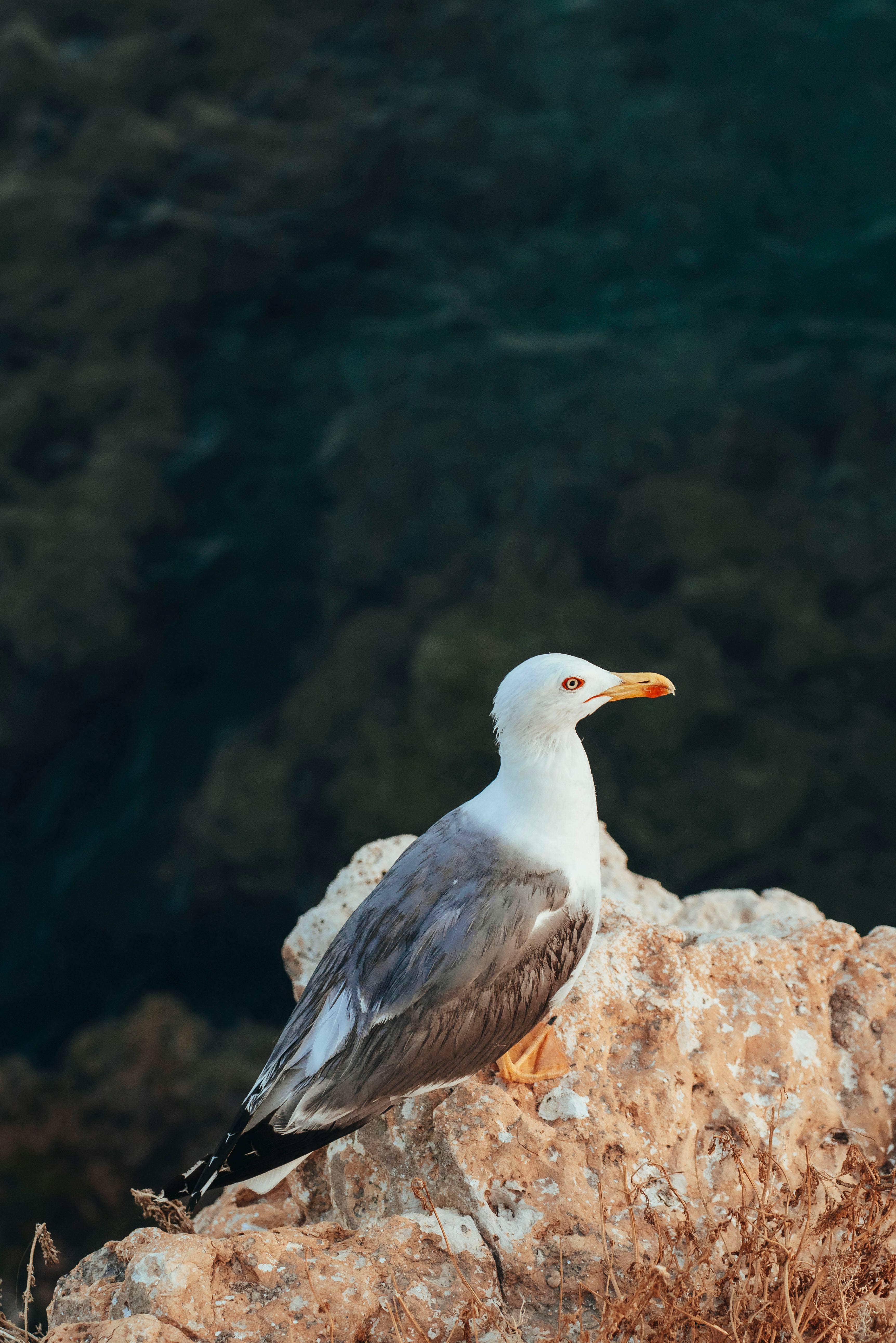 A Lesser Black-backed Gull perched on a rocky cliff by the sea in Spain.