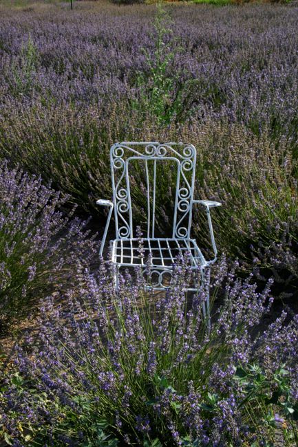 Vintage metal chair amidst lush purple lavender under a sunny sky.