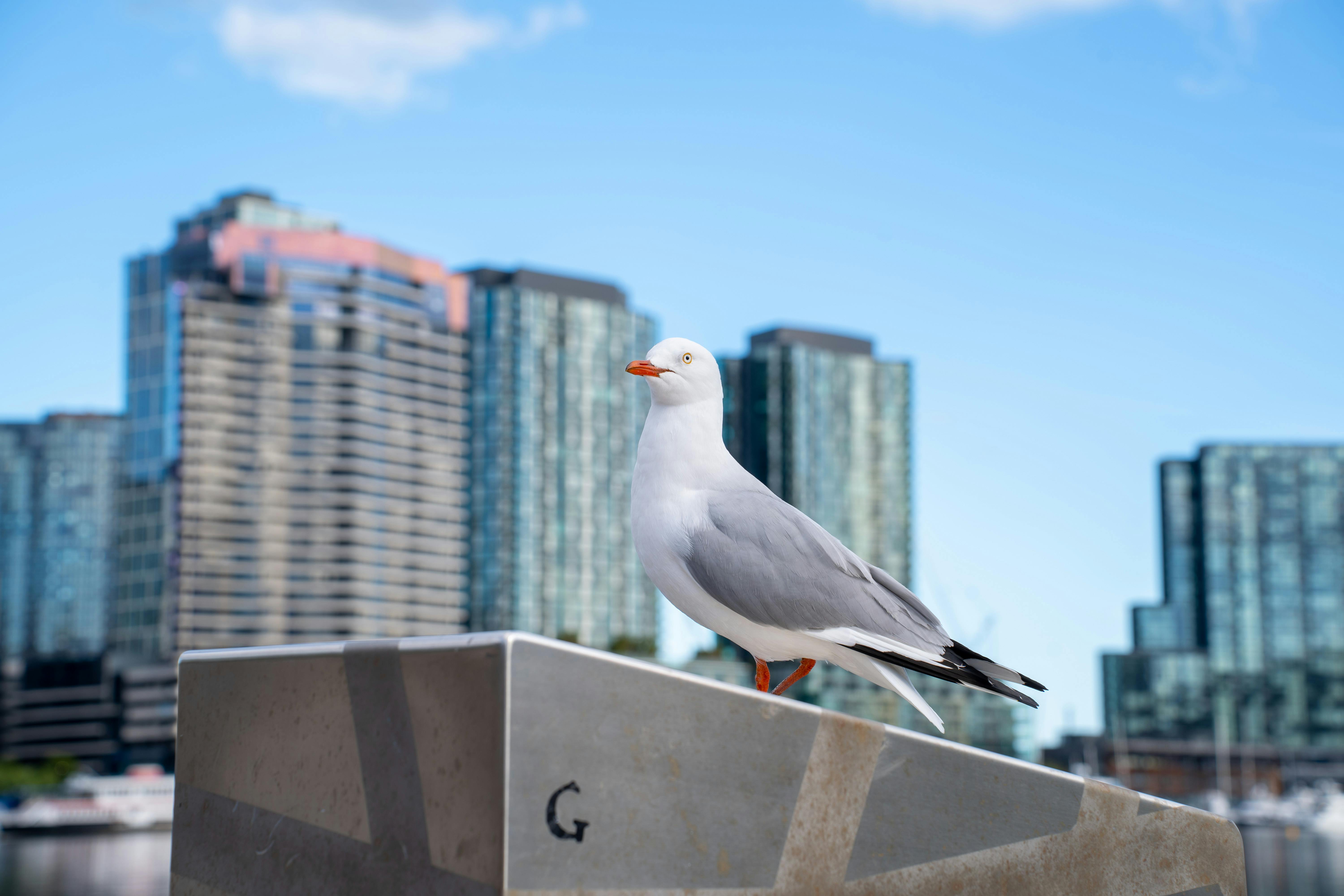 general travel group melbourne — Photo by Jyju Jossey on Pexels