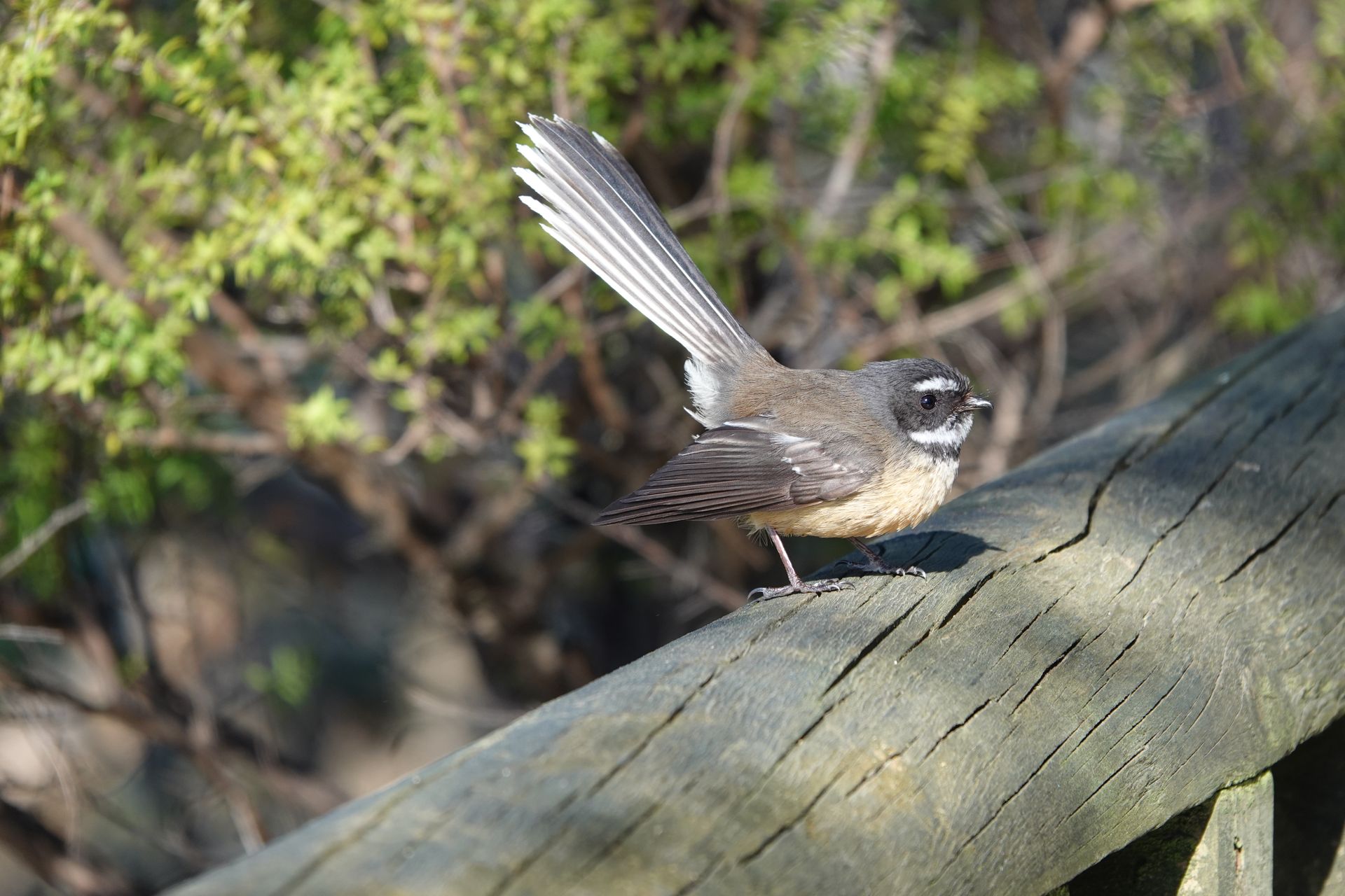 Close-up of a New Zealand fantail (Rhipidura fuliginosa) perched on a log in lush outdoor setting.