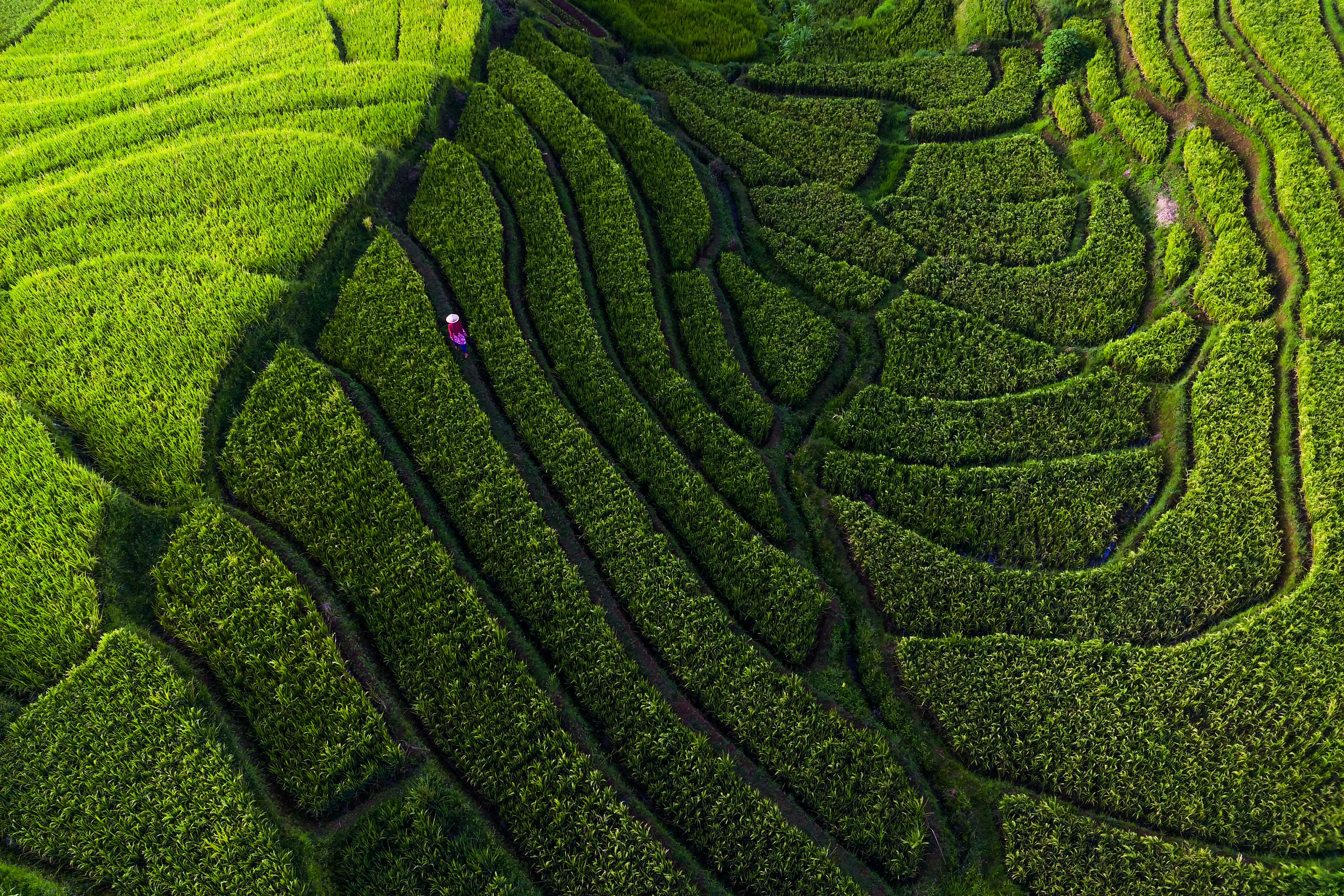 Tips Berkunjung ke Laman Padi Langkawi