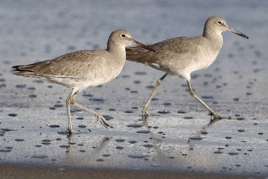 Willets foraging on a sandy beach, captured in a natural habitat.