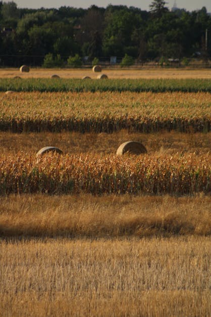 Change Management Expert