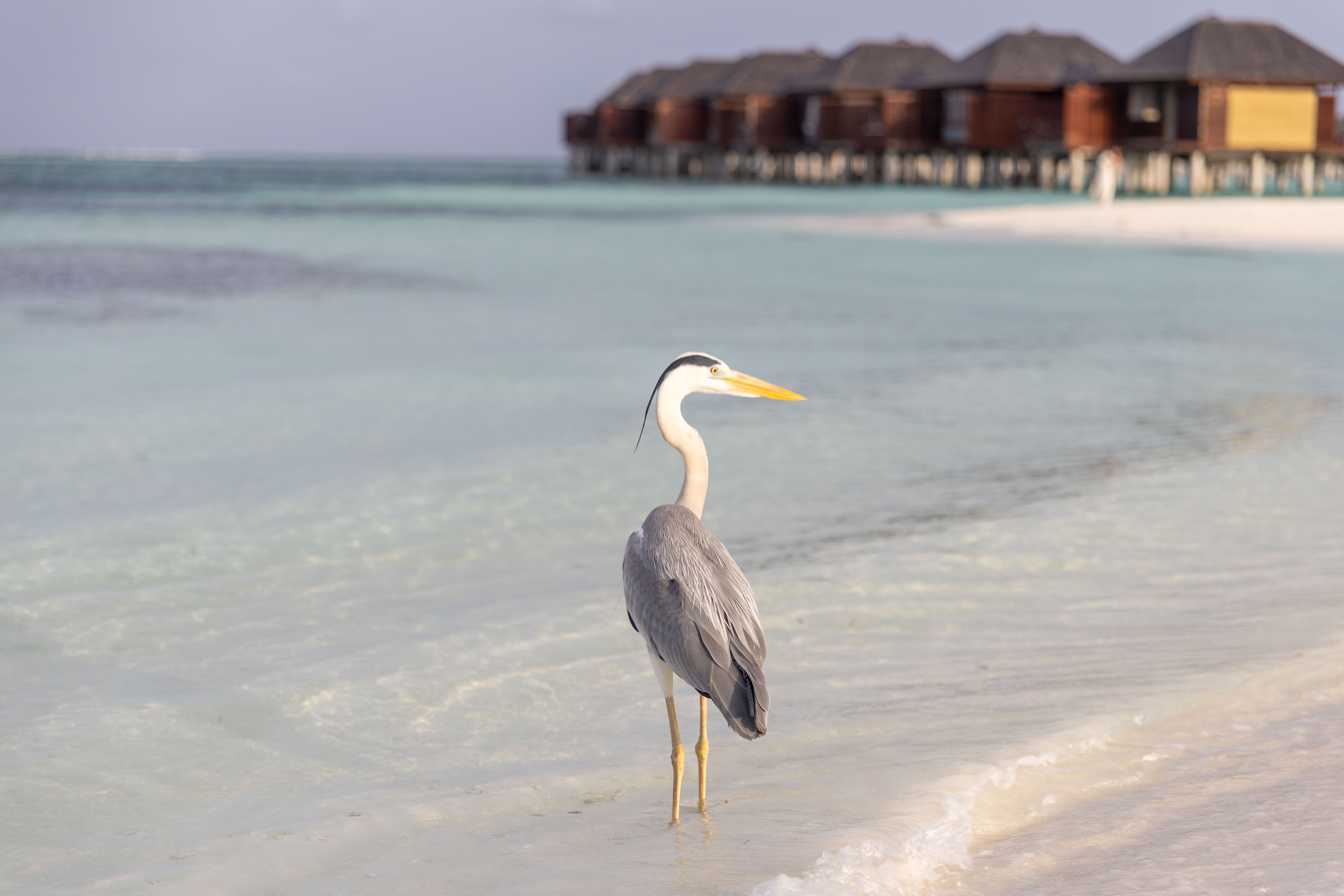 Heron Island — Street, Heron Island