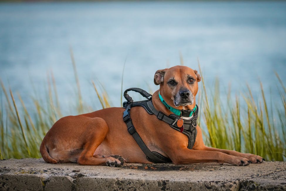 Basenji dog training guide - Intelligent, Curious, Affectionate Hound breed from Central Africa