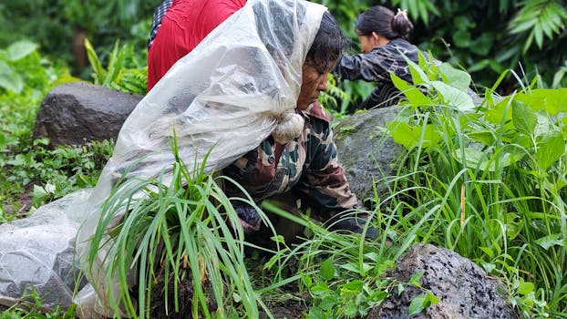 Women harvesting plants in a lush, rainy setting using plastic coverings for protection.