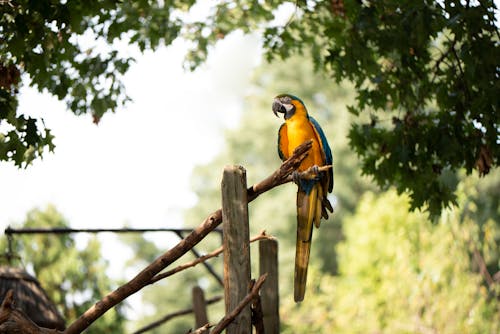 Blauwe En Gele Papegaai Op Bruine Houten Stok