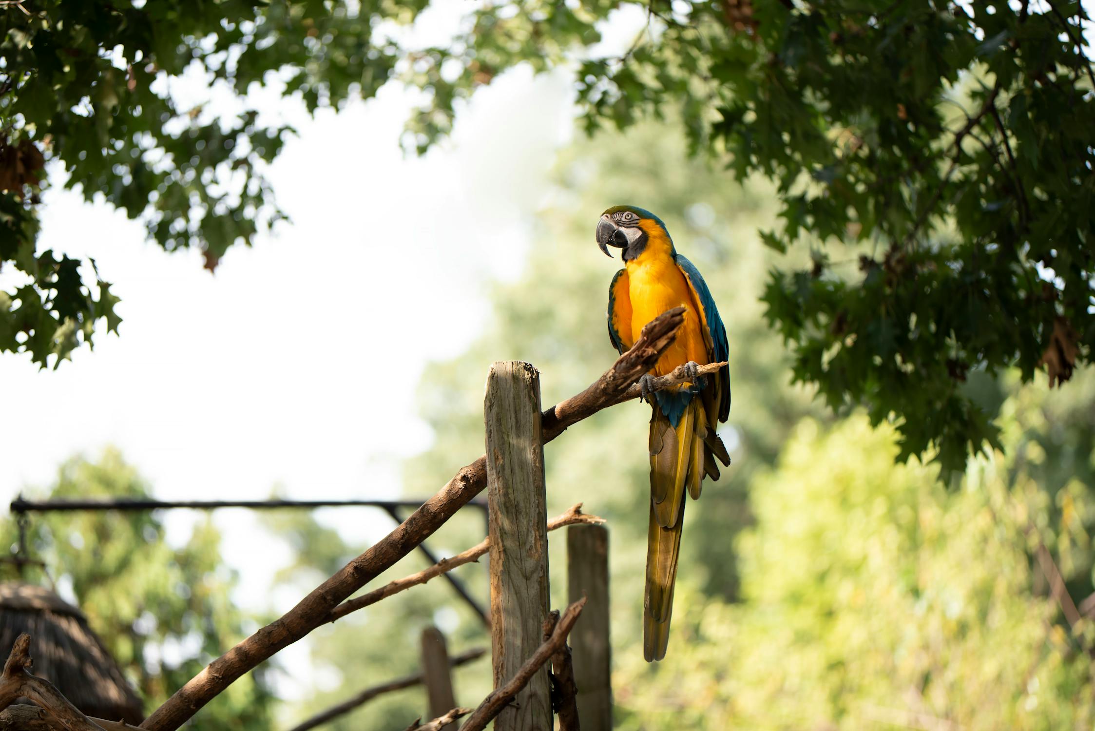 Parrot Photo by Julissa Helmuth from Pexels