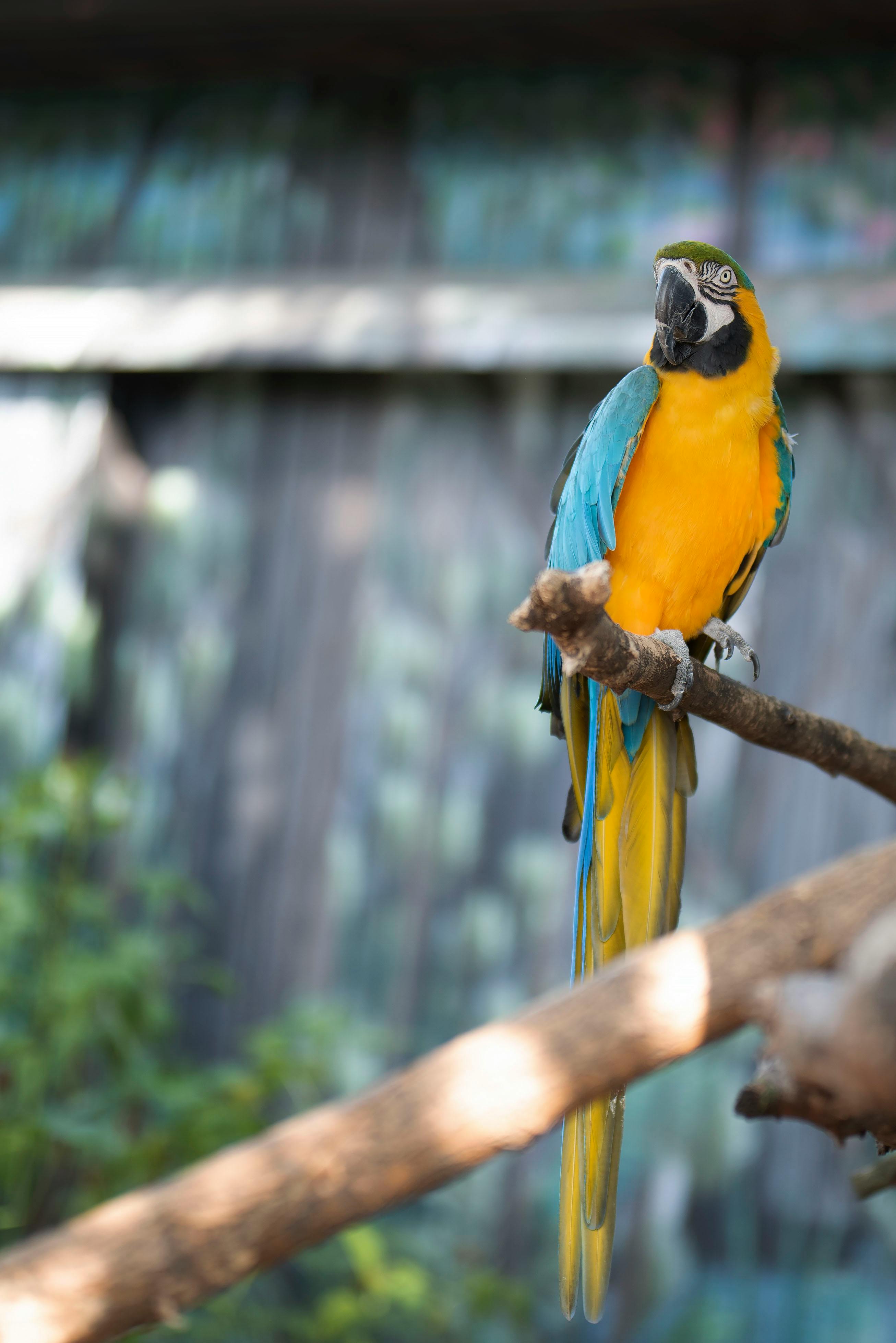 Exotic macaw parrot HD Wallpaper 4K Ultra HD  HD Wallpaper  Wallpapersnet