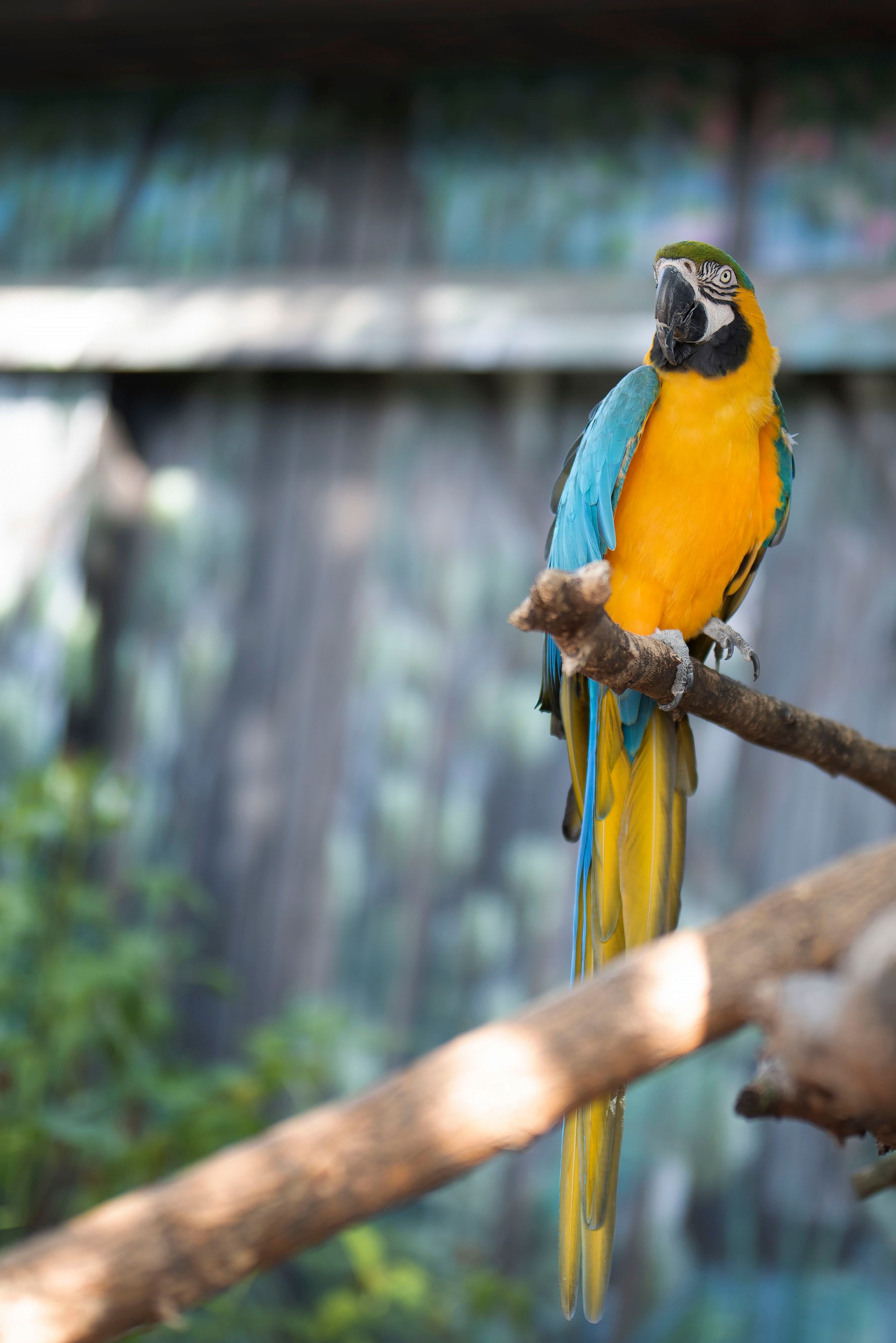 Loro Azul Y Amarillo En Palo De Madera \u00b7 Foto de stock gratuita