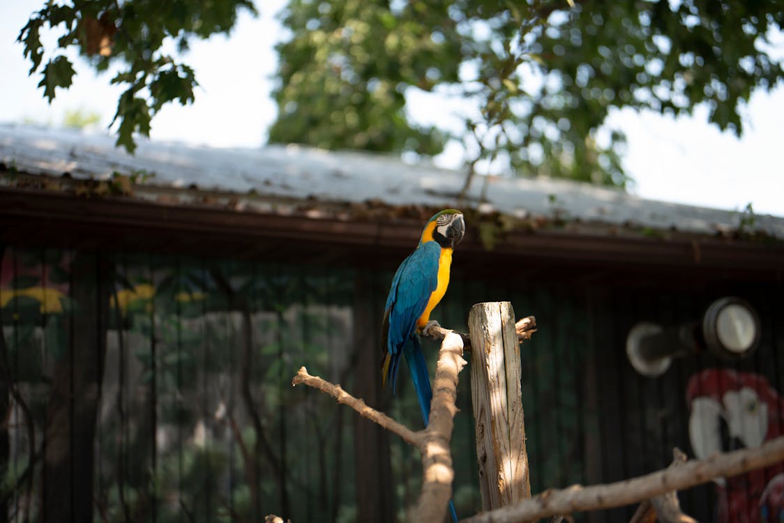 갈색 나무 막대기에 파란색 노란색과 녹색 앵무새