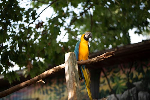 Синий желтый и зеленый ара на коричневой деревянной палке