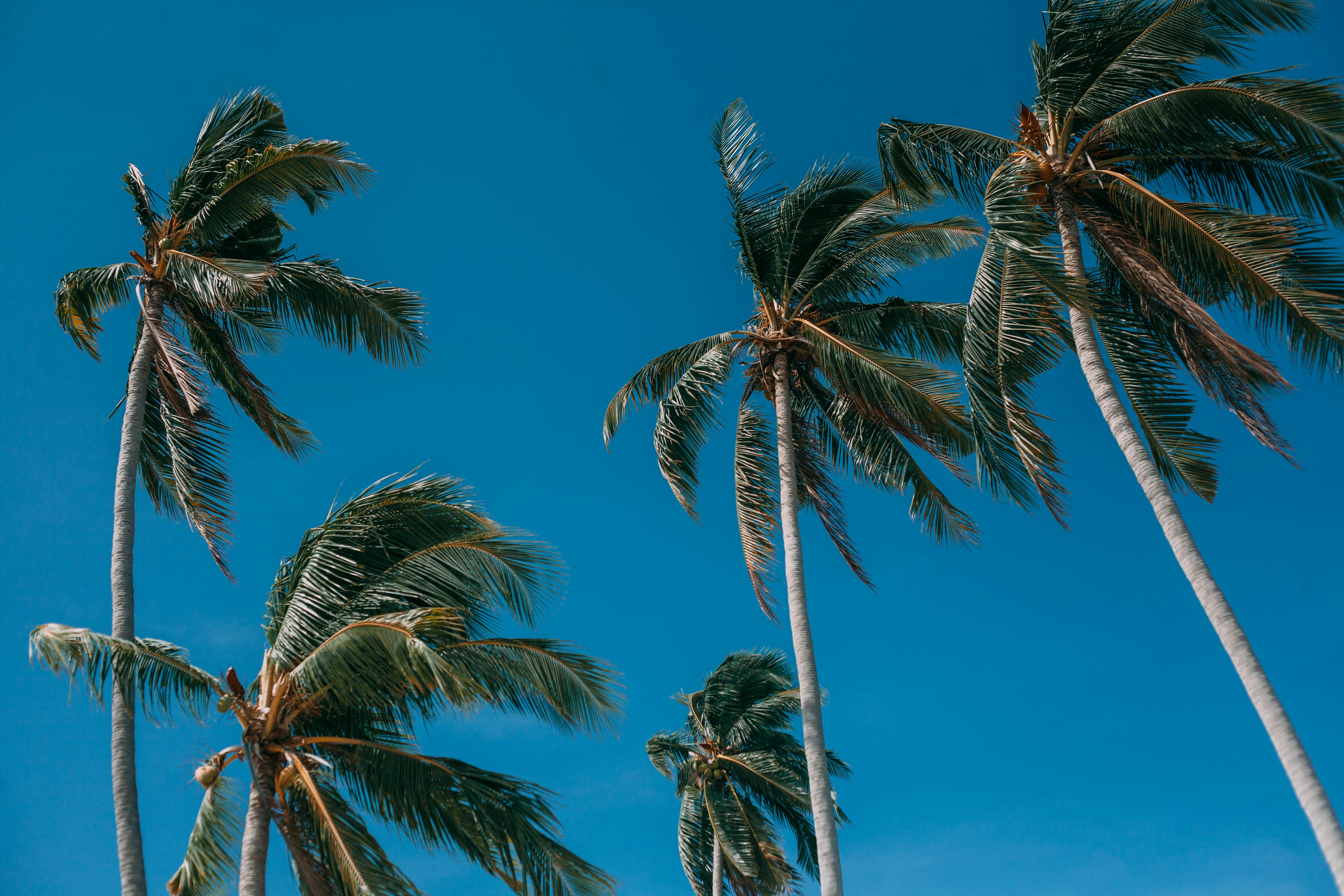 Lush palm trees reaching high with a vibrant blue sky backdrop on a sunny day in Samui, Thailand.