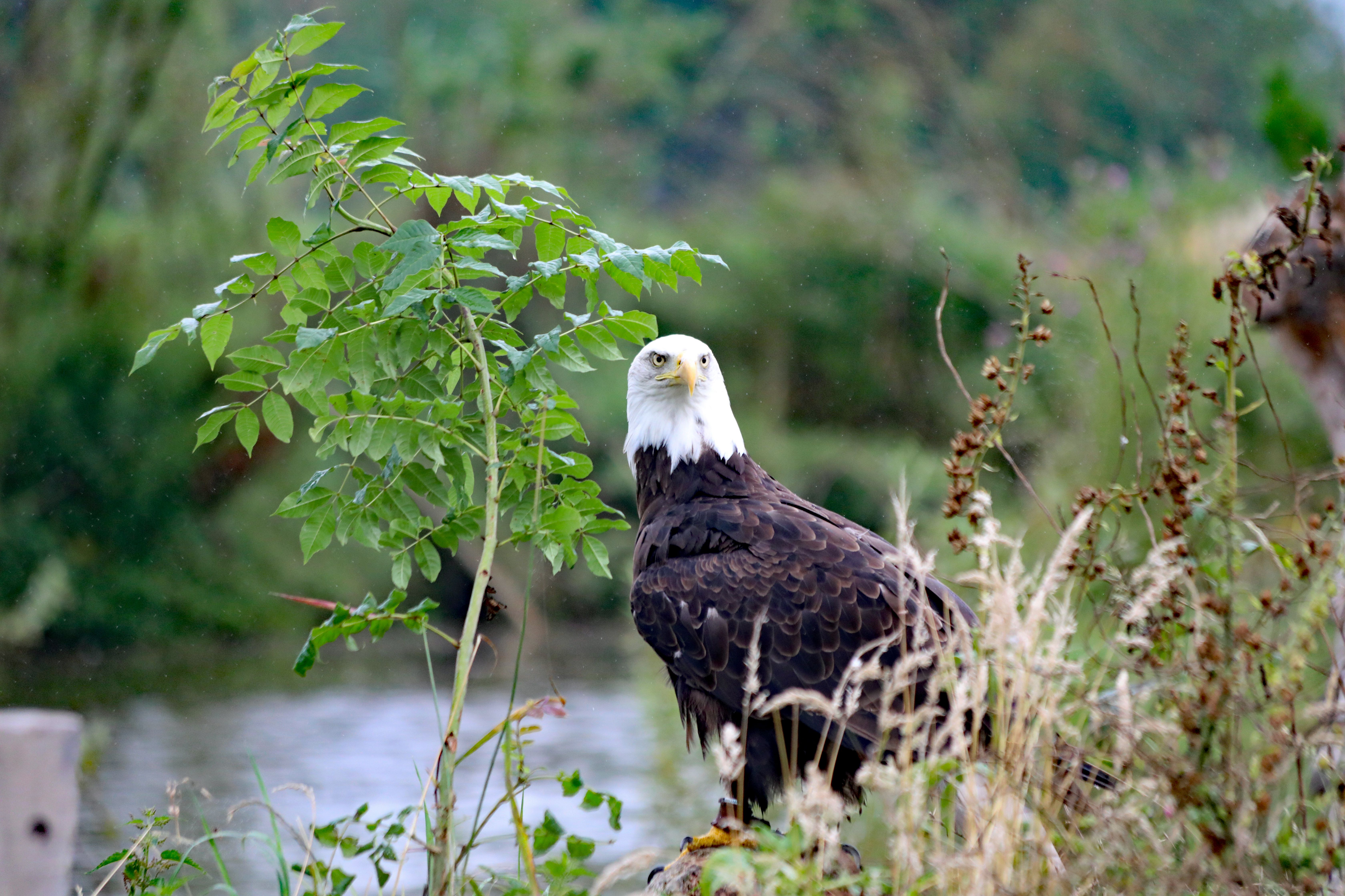 Majestic Bald Eagle in Natural Habitat · Free Stock Photo