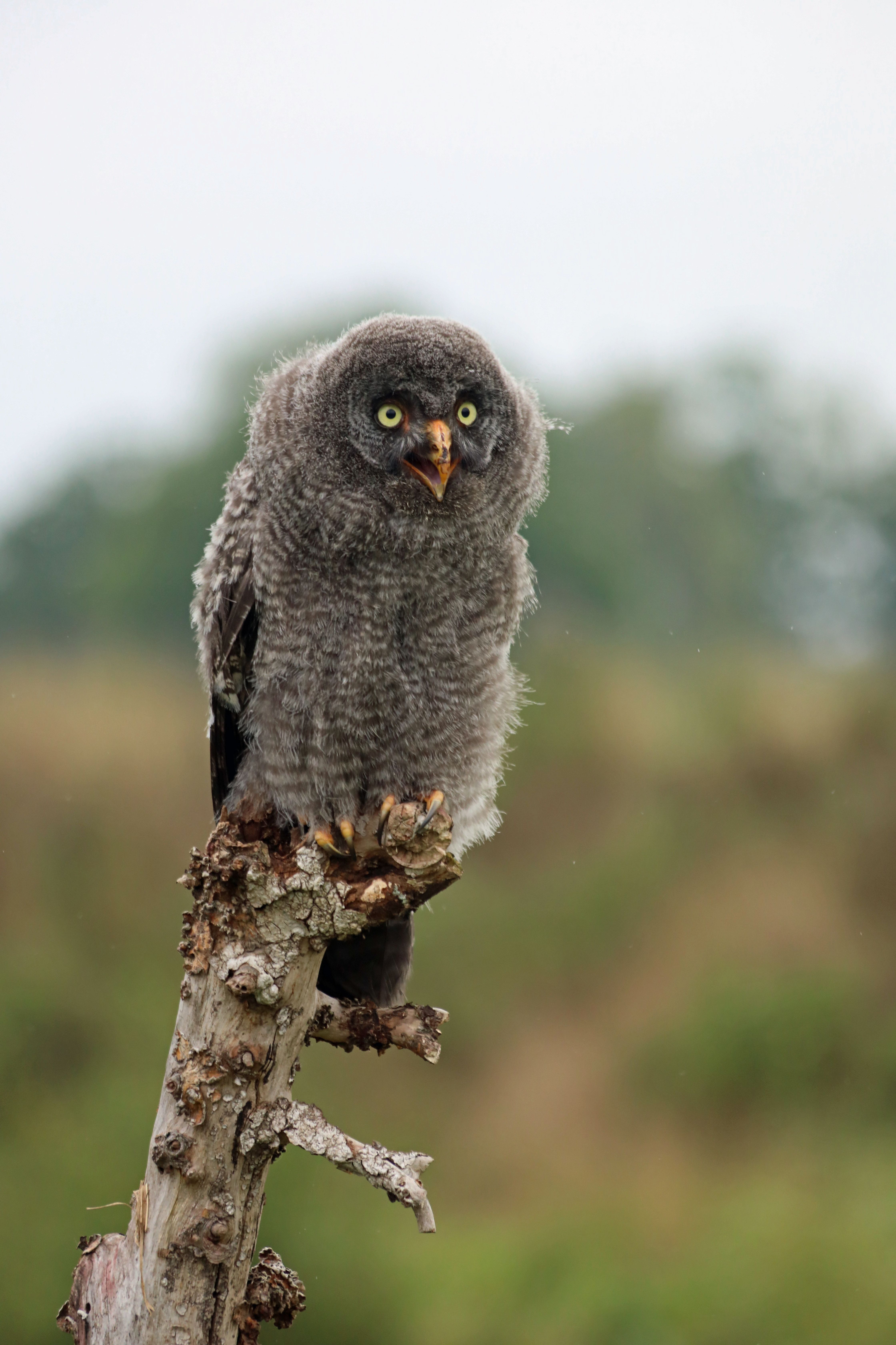 A young Great Grey Owl chick perched on a tree stump in a natural outdoor setting.