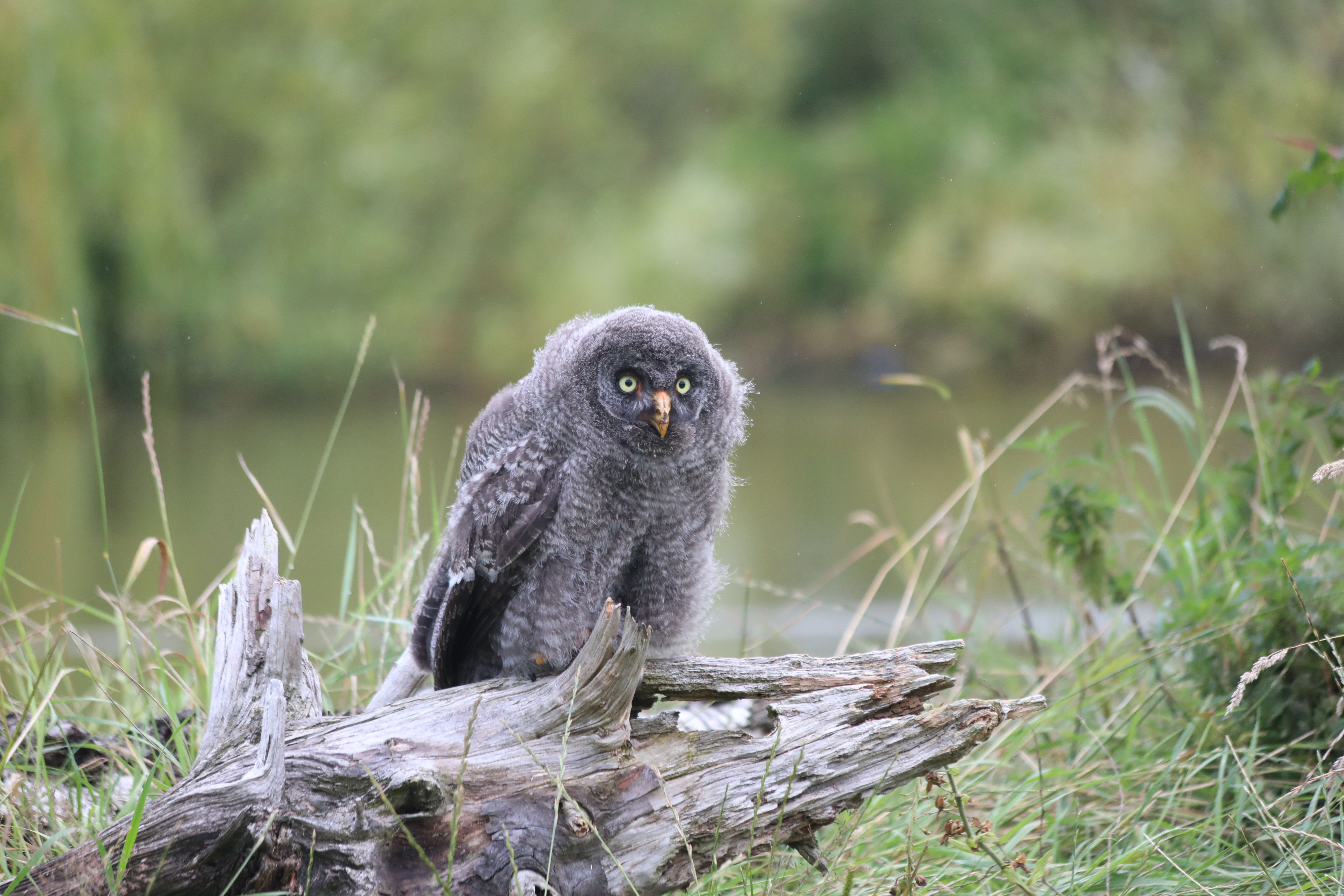 A fluffy young owl perched on a log in a natural outdoor setting, surrounded by greenery.