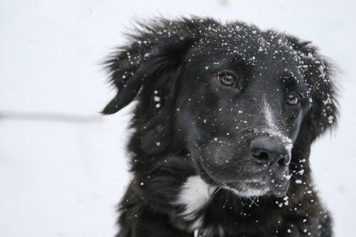 長毛的黑白狗在潔白的雪地上