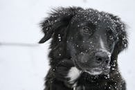 特写镜头中，一只黑狗毛皮上落着雪花，背景是寒冷的景象