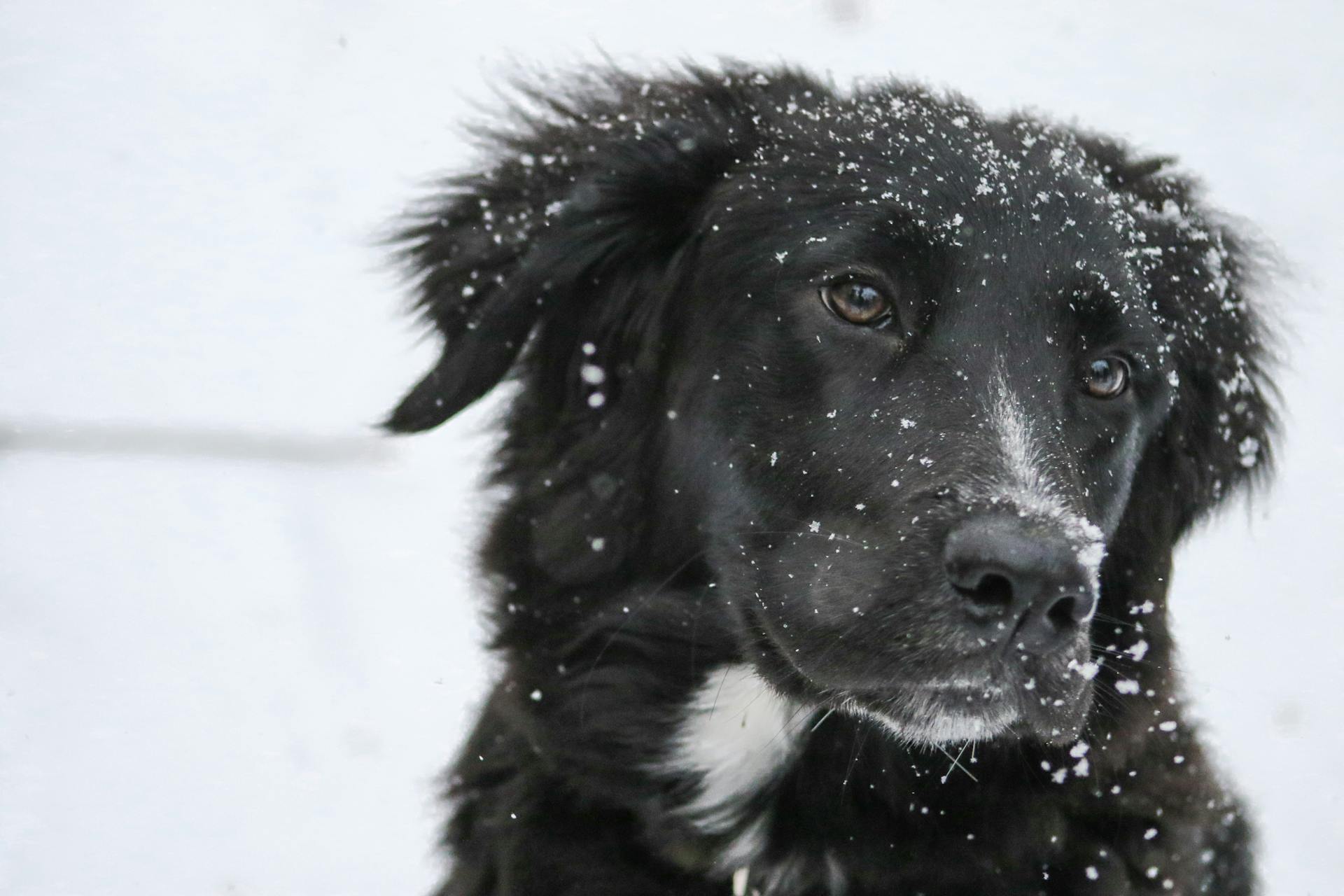 Long-coated Black and White Dog on White Snow