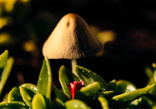 Ingyenes stockfotó Brazília, gomba, gyönyörű virágok témában