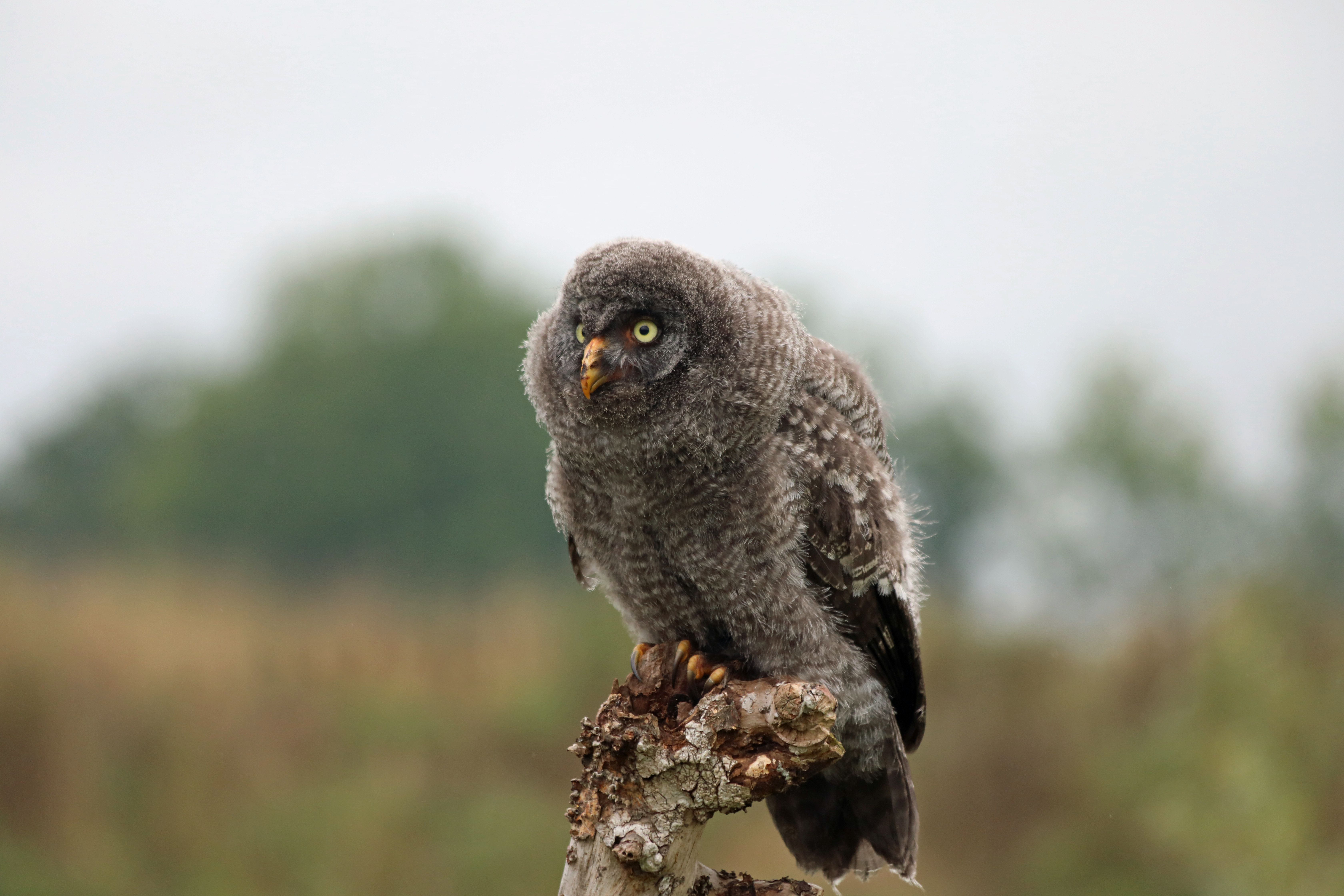 A young great grey owl with fluffy feathers perched on a tree branch outdoors.