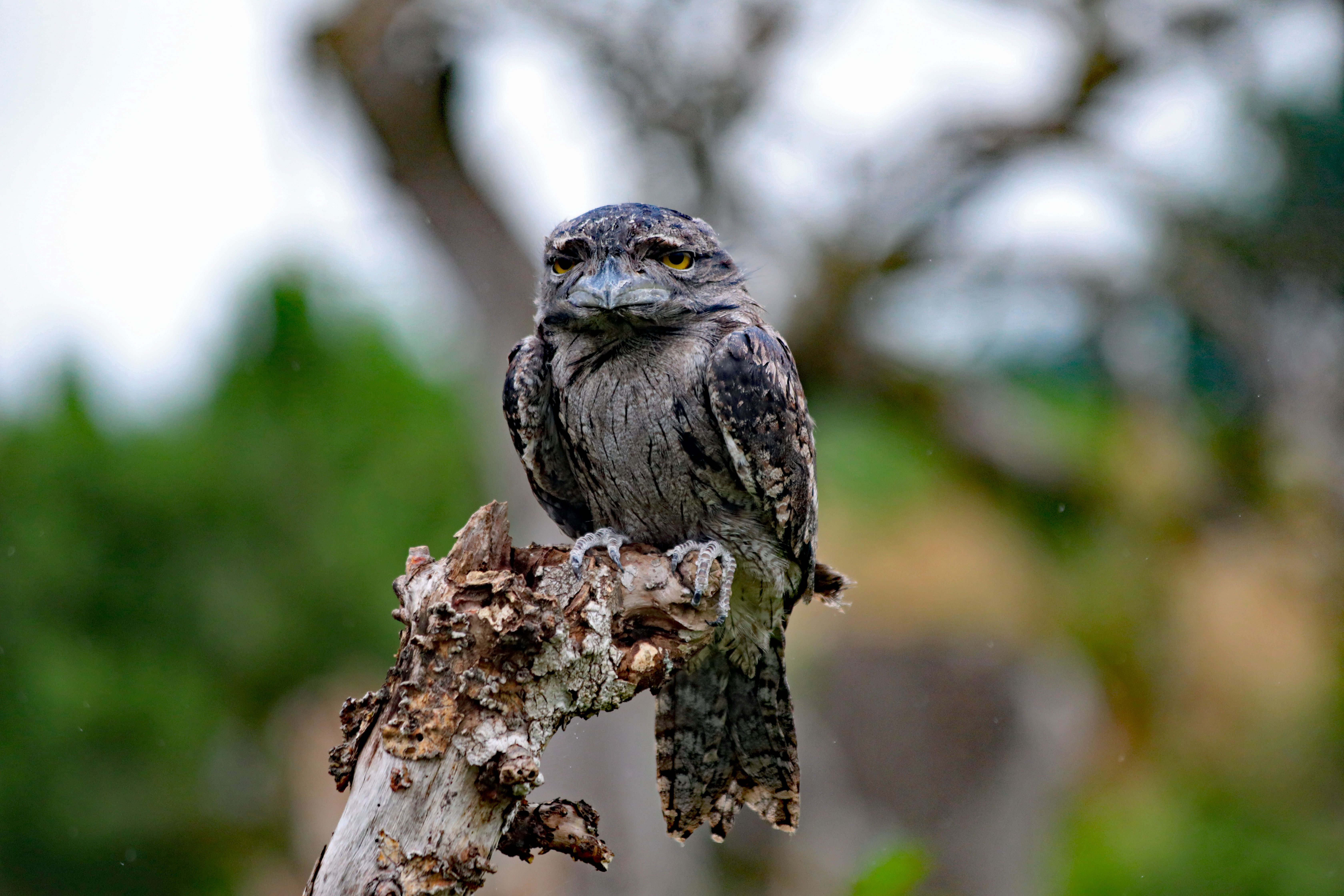 A Nocturnal Forest Bird: Secrets of the Night’s Silent Hunter