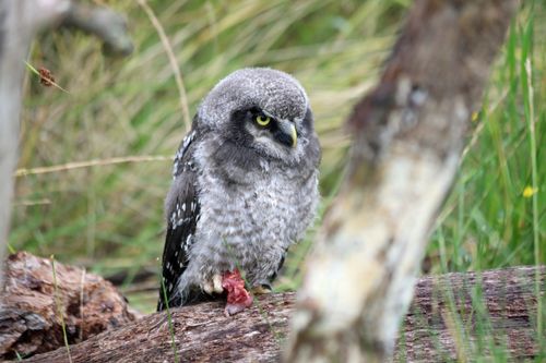 A Nocturnal Forest Bird: Secrets of the Night’s Silent Hunter