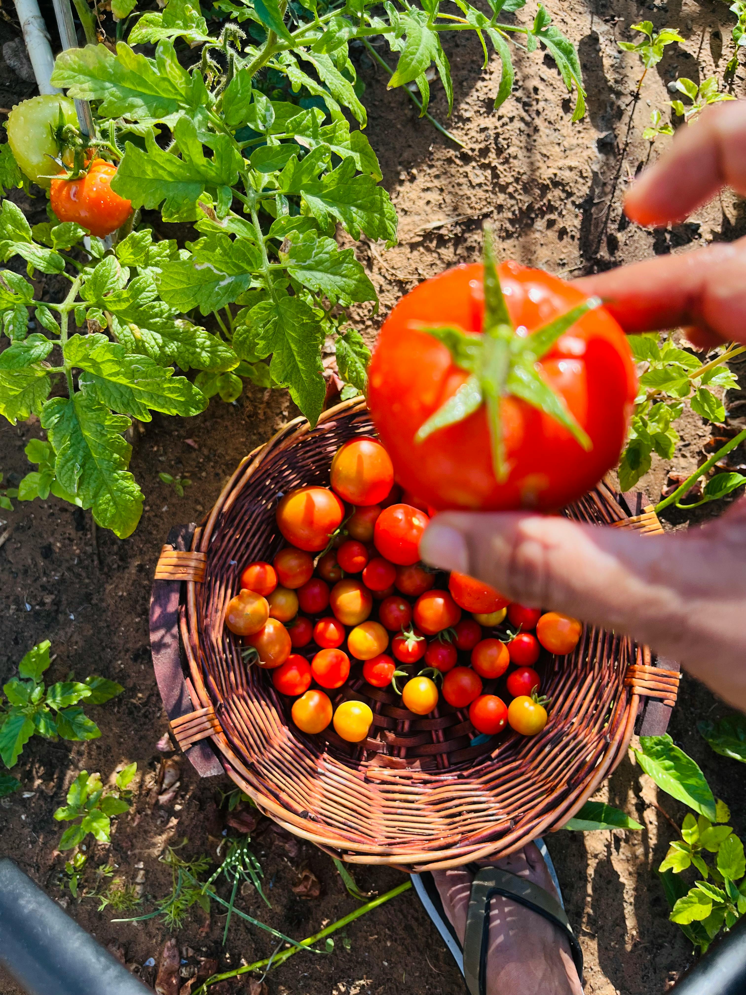 Hand picking fresh tomatoes from a wicker basket amidst lush green garden foliage.